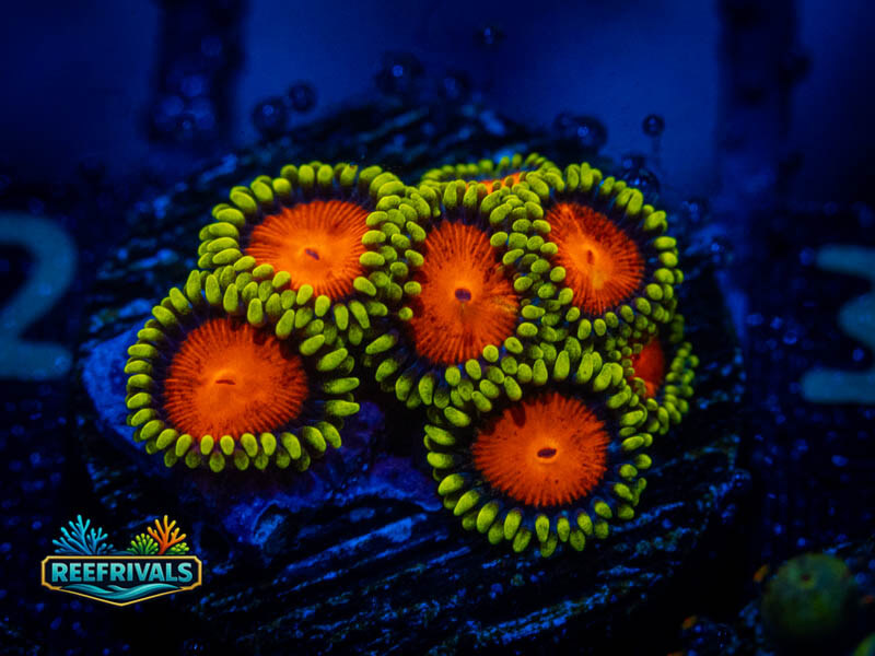 ECC Yellow Brick Road Zoa coral image from ReefRivals, listed as Zoanthus sp. and Zoas