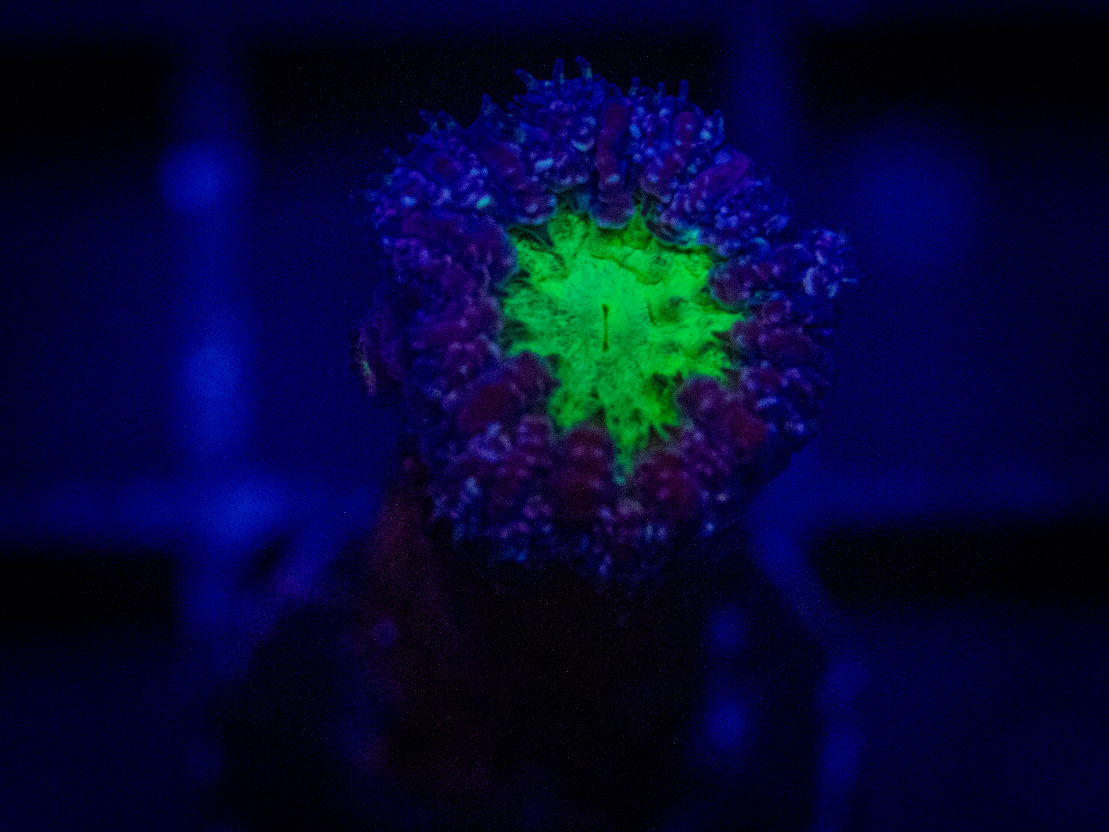 RVL Suckerberry Blasto coral image from ReefRivals, listed as Blastomussa sp. and LPS Fleshy