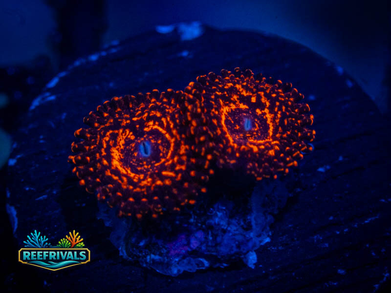ECC Nightmare 2.0 Zoa coral image from ReefRivals, listed as Zoanthus sp. and Zoas