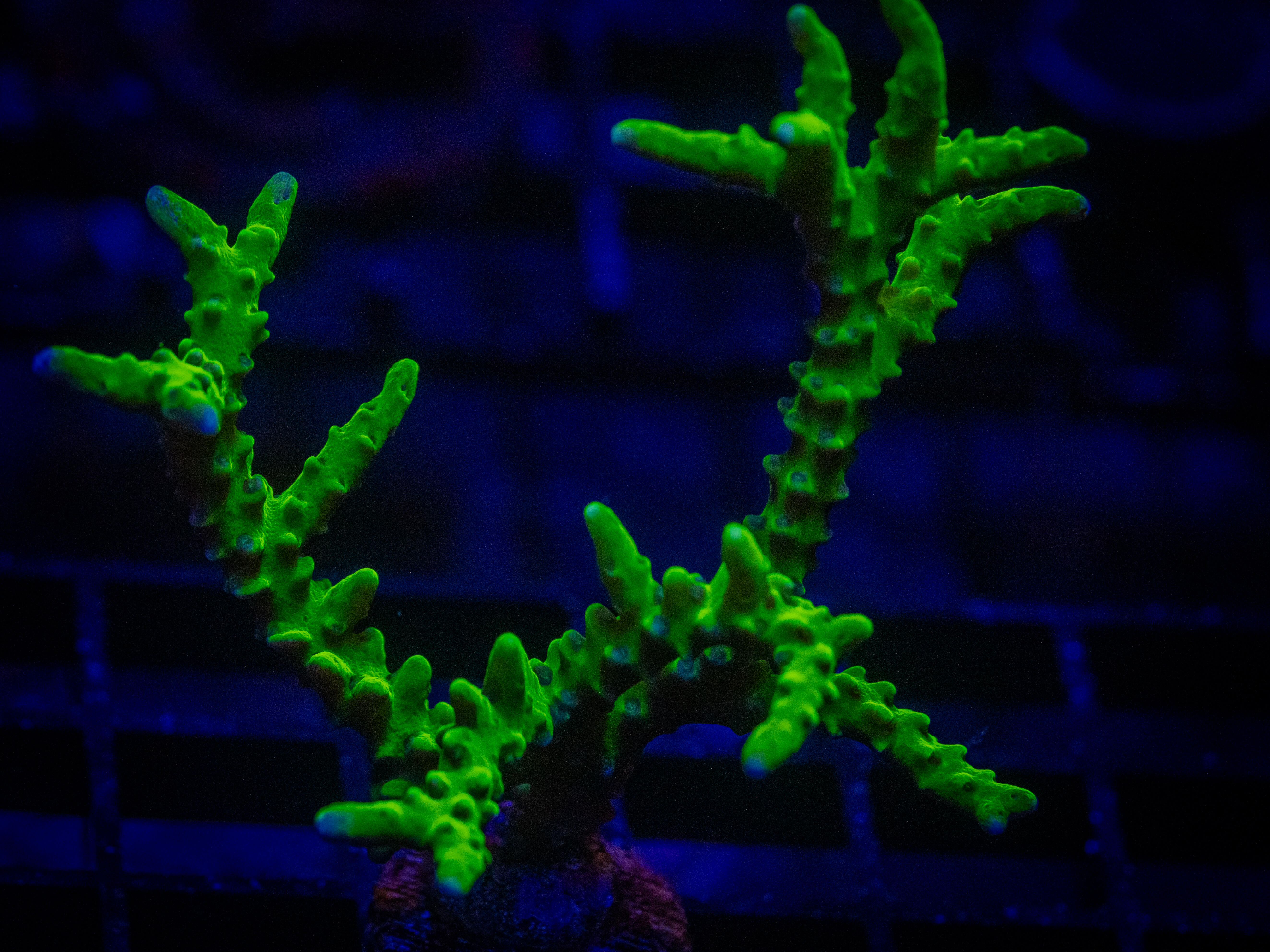 RVL Limeade Acro coral image from ReefRivals, listed as Acropora sp. and Acros