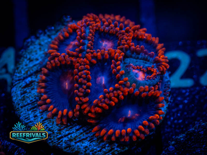 ECC Spiderman Zoa coral image from ReefRivals, listed as Zoanthus sp. and Zoas