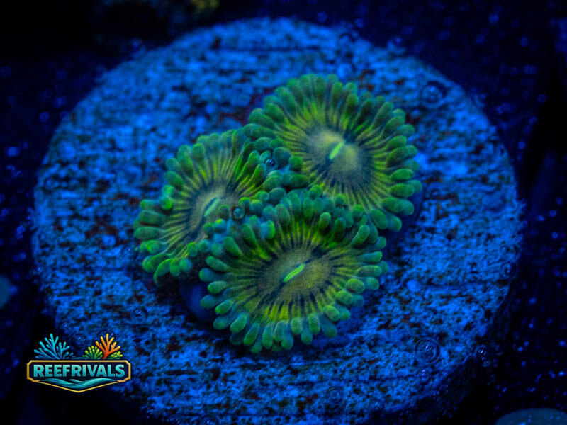 ECC Lemon Squeezy Zoa coral image from ReefRivals, listed as Zoanthus sp. and Zoas