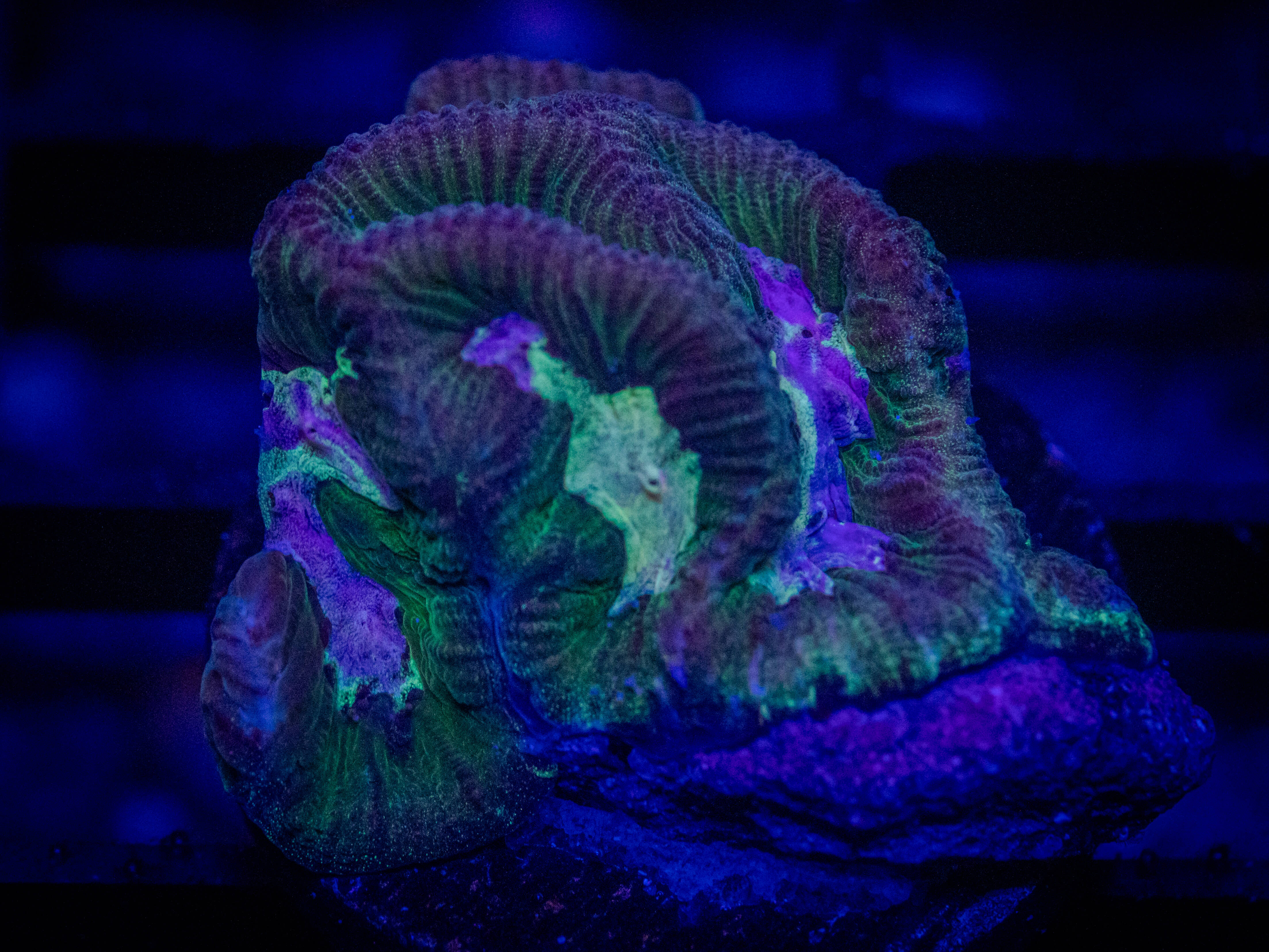 Maze Platygyra coral image from ReefRivals, listed as Platygyra sp. and Encrusting