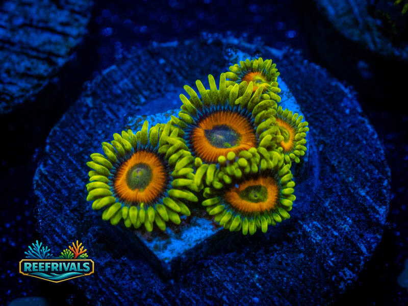 OG Ketchum Zoa coral image from ReefRivals, listed as Zoanthus sp. and Zoas