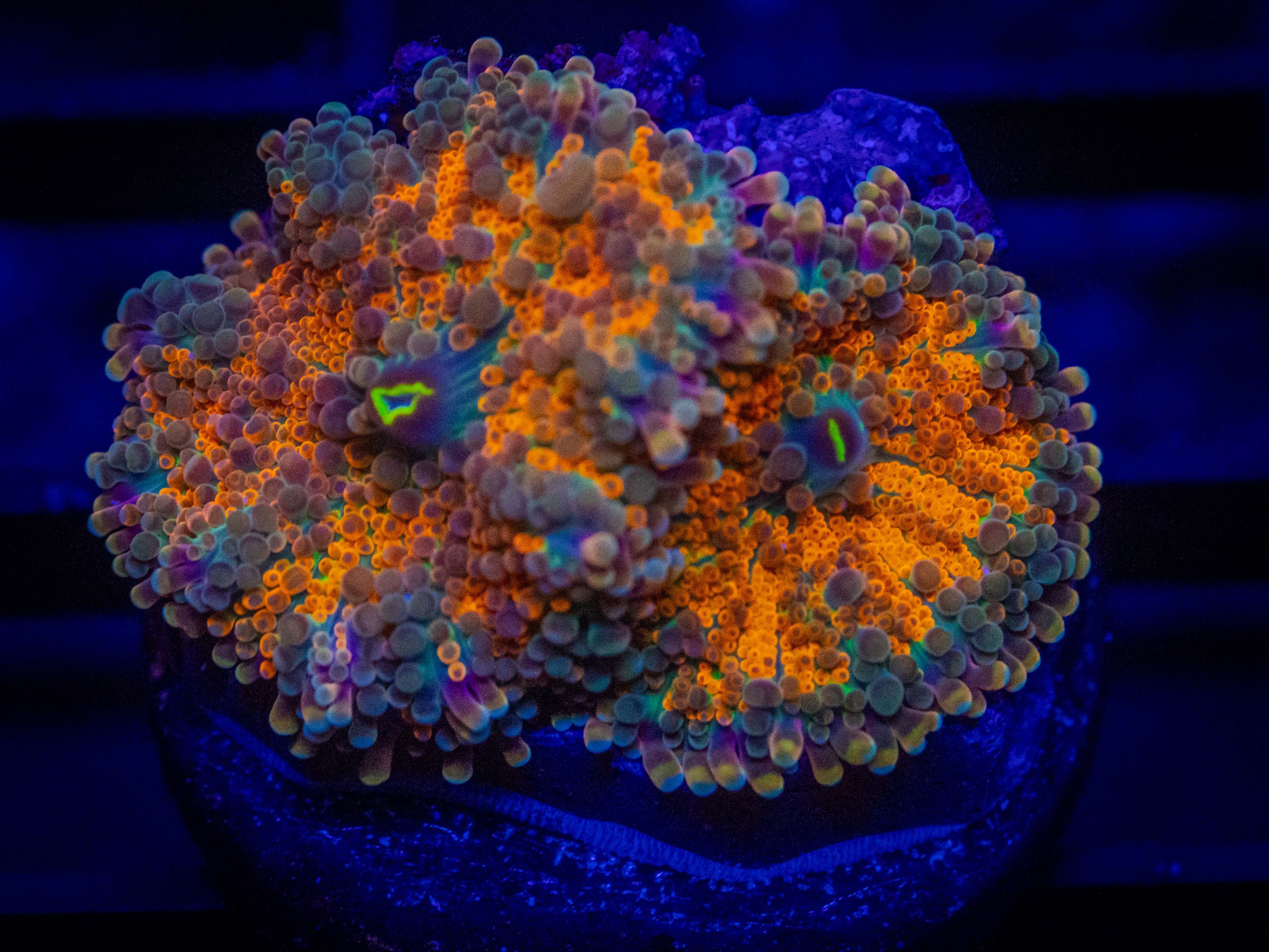 RVL Arizona Yuma Mushroom coral image from ReefRivals, listed as Ricordea yuma and Mushrooms