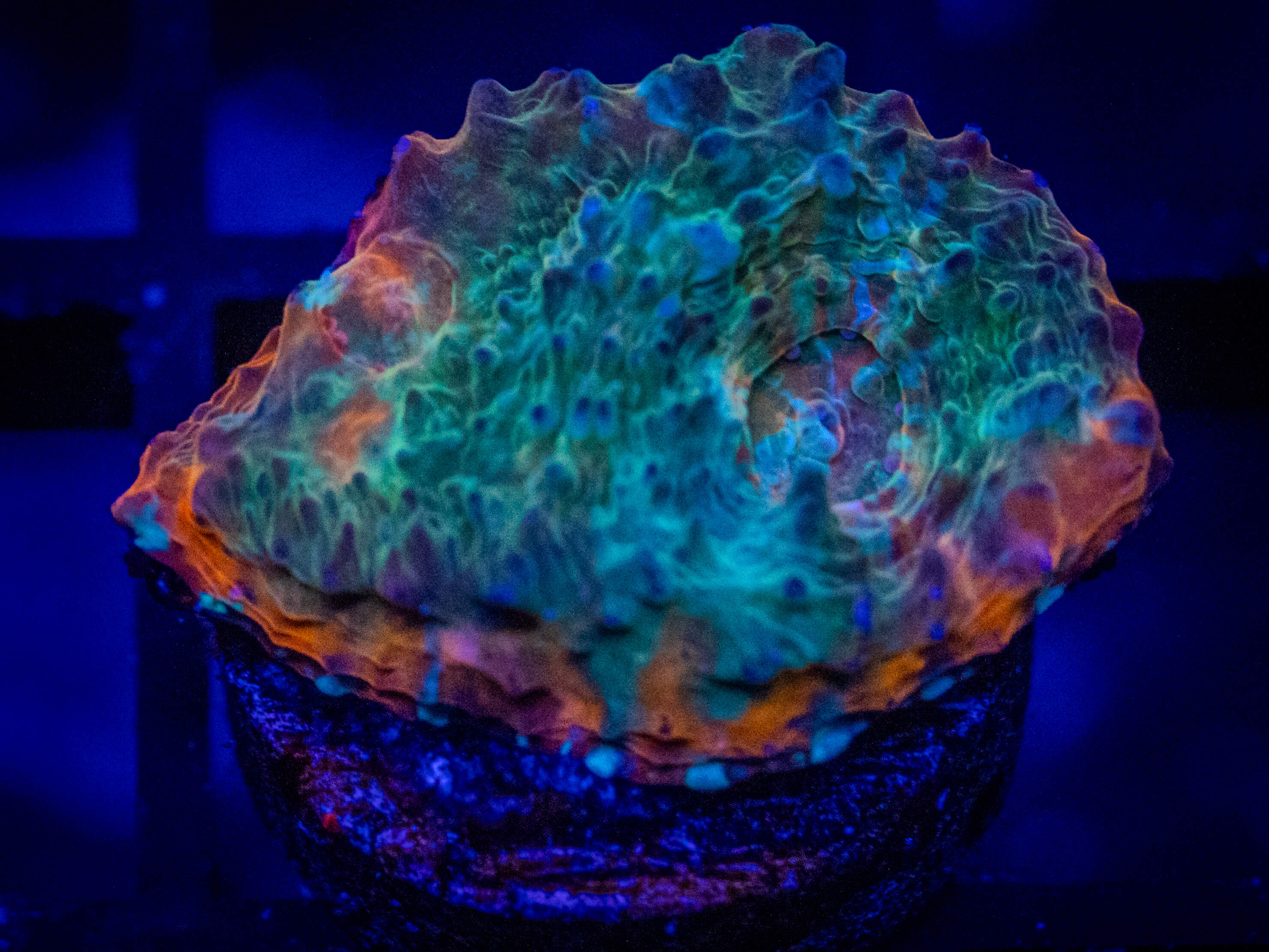 RVL Orange Dream Chalice coral image from ReefRivals, listed as Echinophyllia sp. and Chalices