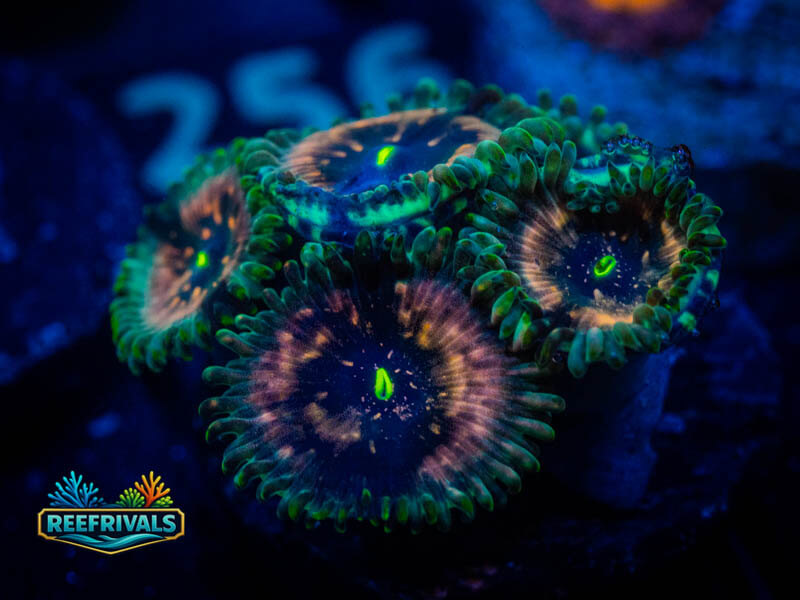 RVL Samoan Ding Dang coral image from ReefRivals, listed as Zoanthus sp. and Zoas