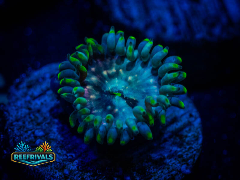 ECC Hawaiian Ding Dang coral image from ReefRivals, listed as Zoanthus sp. and Zoas