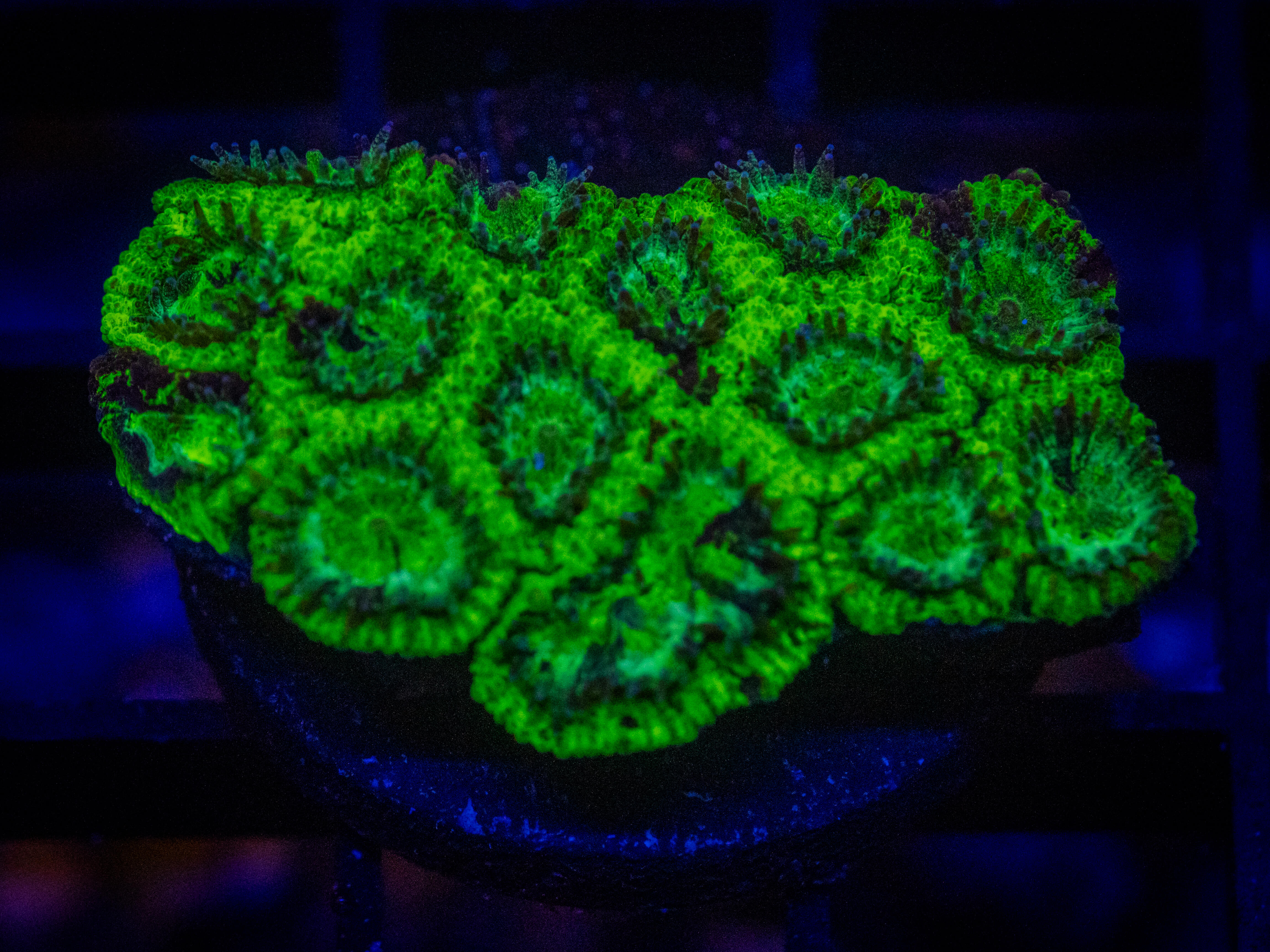 RVL Dragon Melon Favia coral image from ReefRivals, listed as Favia sp. and Favias