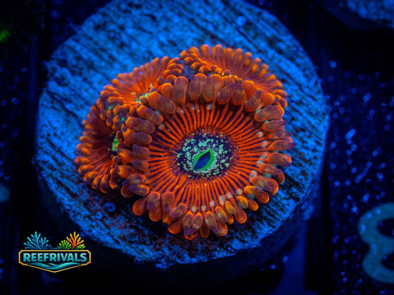 ECC Magician Zoa coral image from ReefRivals, listed as Zoanthus sp. and Zoas