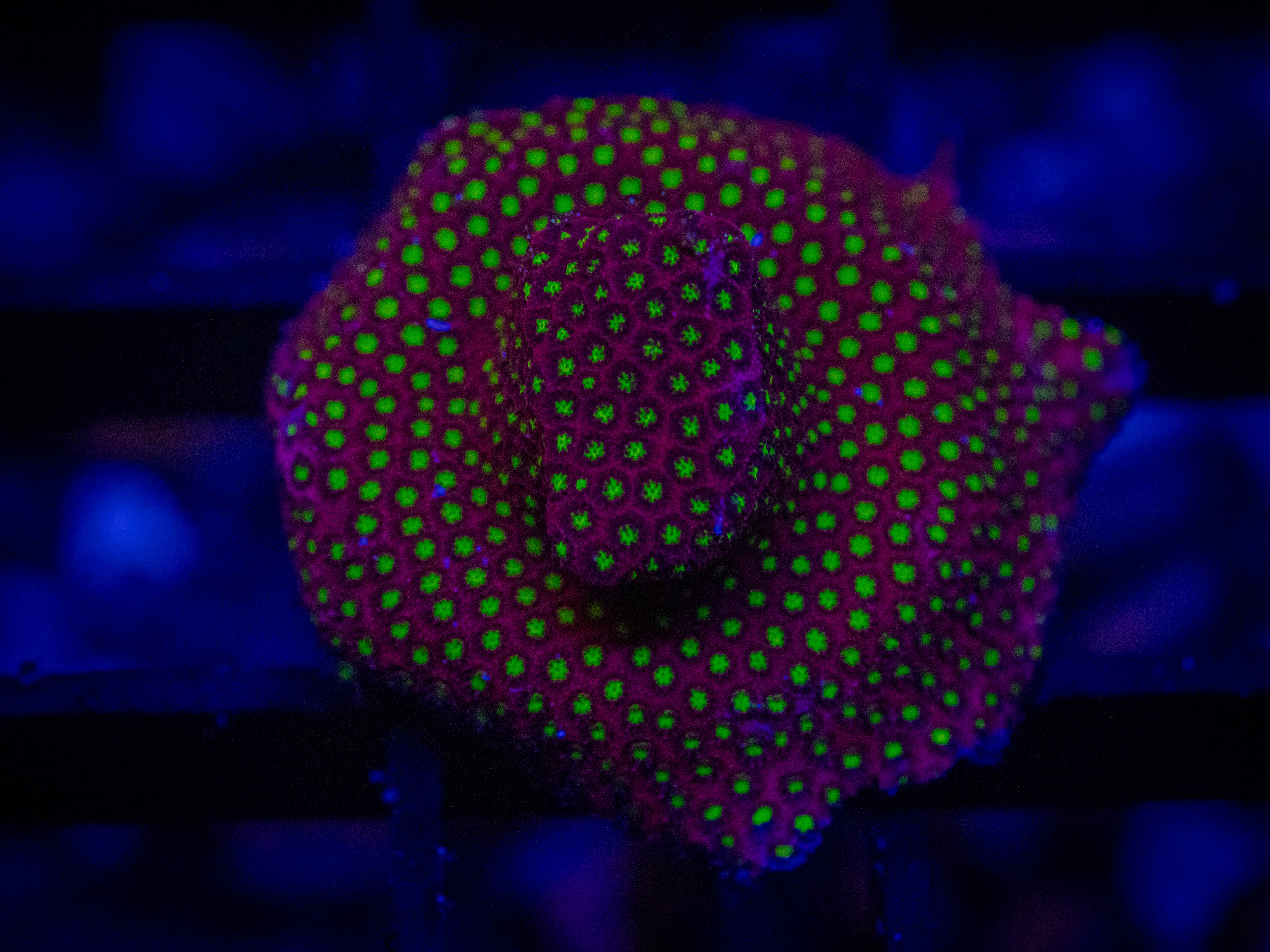 TG Electric Daisy Stylo coral image from ReefRivals, listed as Stylocoeniella spp. and Encrusting
