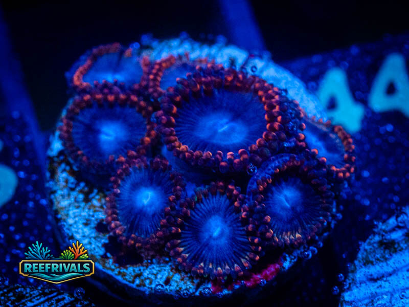 OG Superman Zoa coral image from ReefRivals, listed as Zoanthus sp. and Zoas