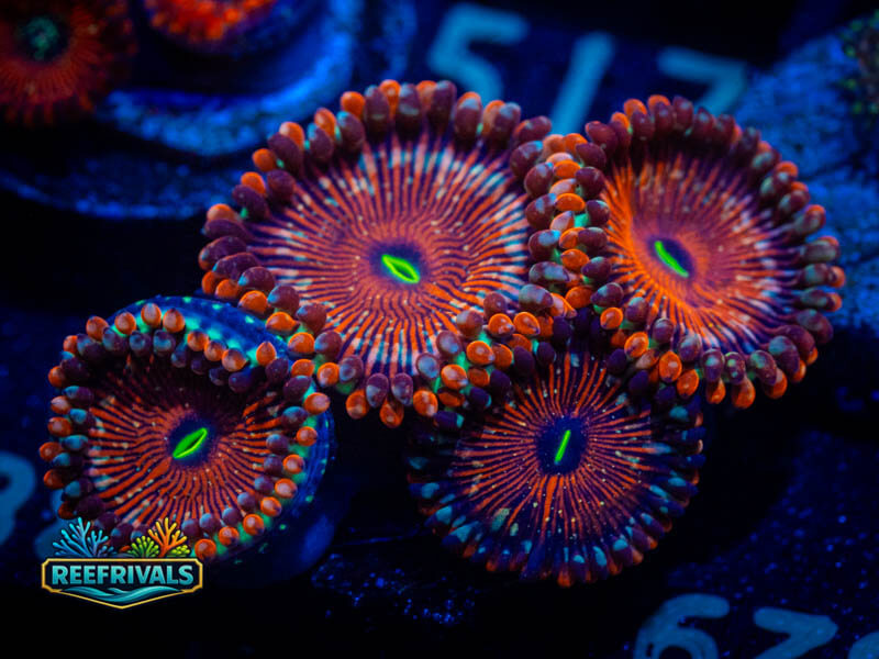 WWC Salted Agaves Zoa WYSIWYG coral image | ReefRivals WWC Salted Agaves Zoa coral image from ReefRivals, listed as Zoanthus sp. and Zoas