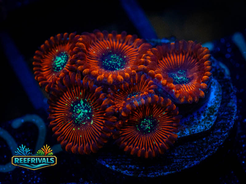 RVL Dark Magicians Zoa coral image from ReefRivals, listed as Zoanthus sp. and Zoas