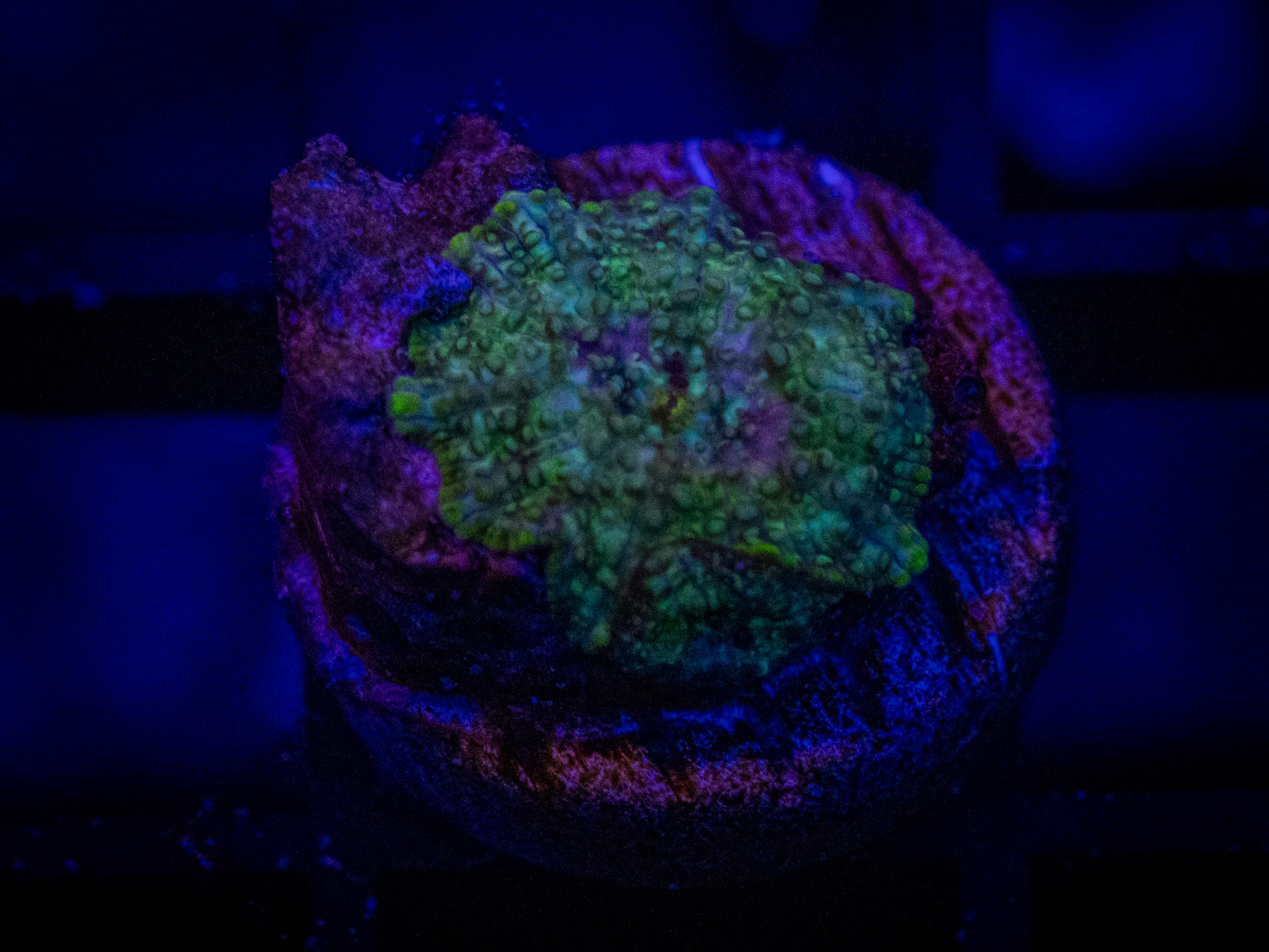 TG Goldschlager Mushroom coral image from ReefRivals, listed as Rhodactis spp. and Mushrooms