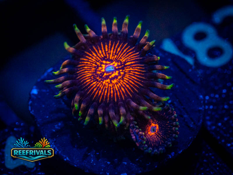 ARC Nightcrawler Zoa coral image from ReefRivals, listed as Zoanthus sp. and Zoas