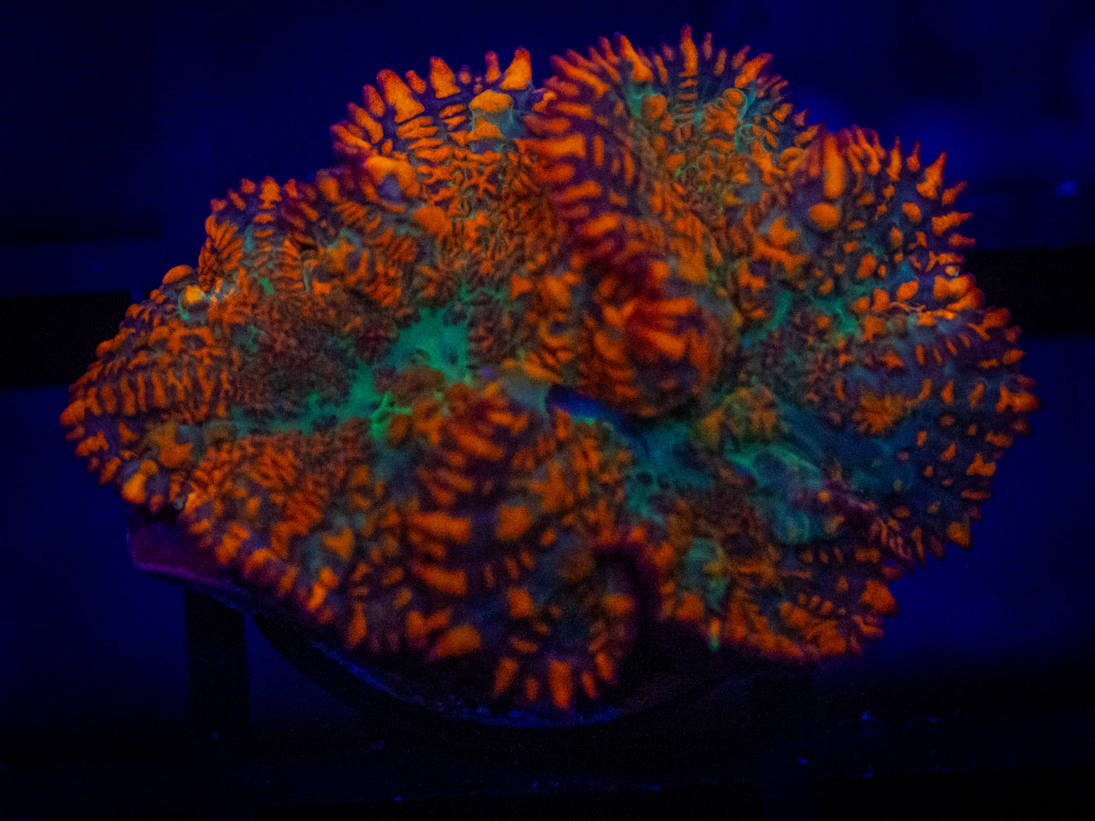 QCC Forest Flame Mushroom WYSIWYG coral image | ReefRivals QCC Forest Flame Mushroom coral image from ReefRivals, listed as Rhodactis spp. and Mushrooms