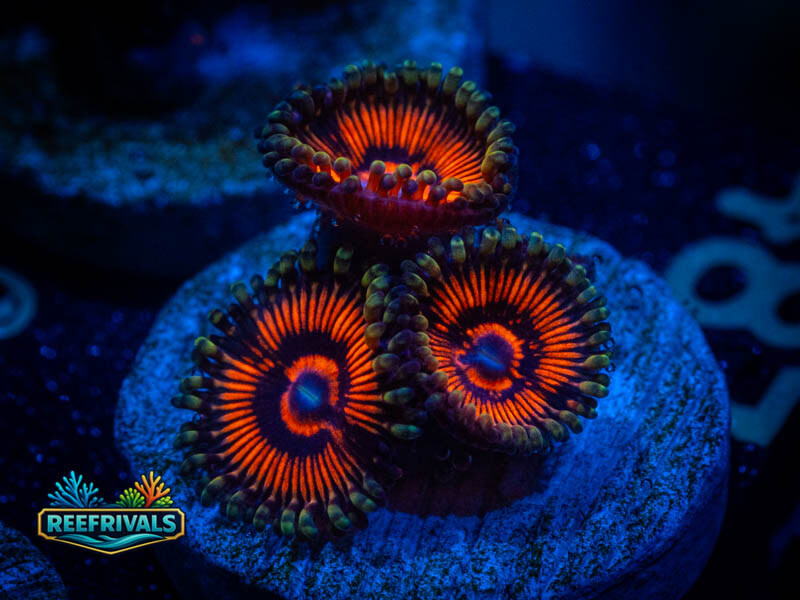 OG Maze Runner Zoa coral image from ReefRivals, listed as Zoanthus sp. and Zoas