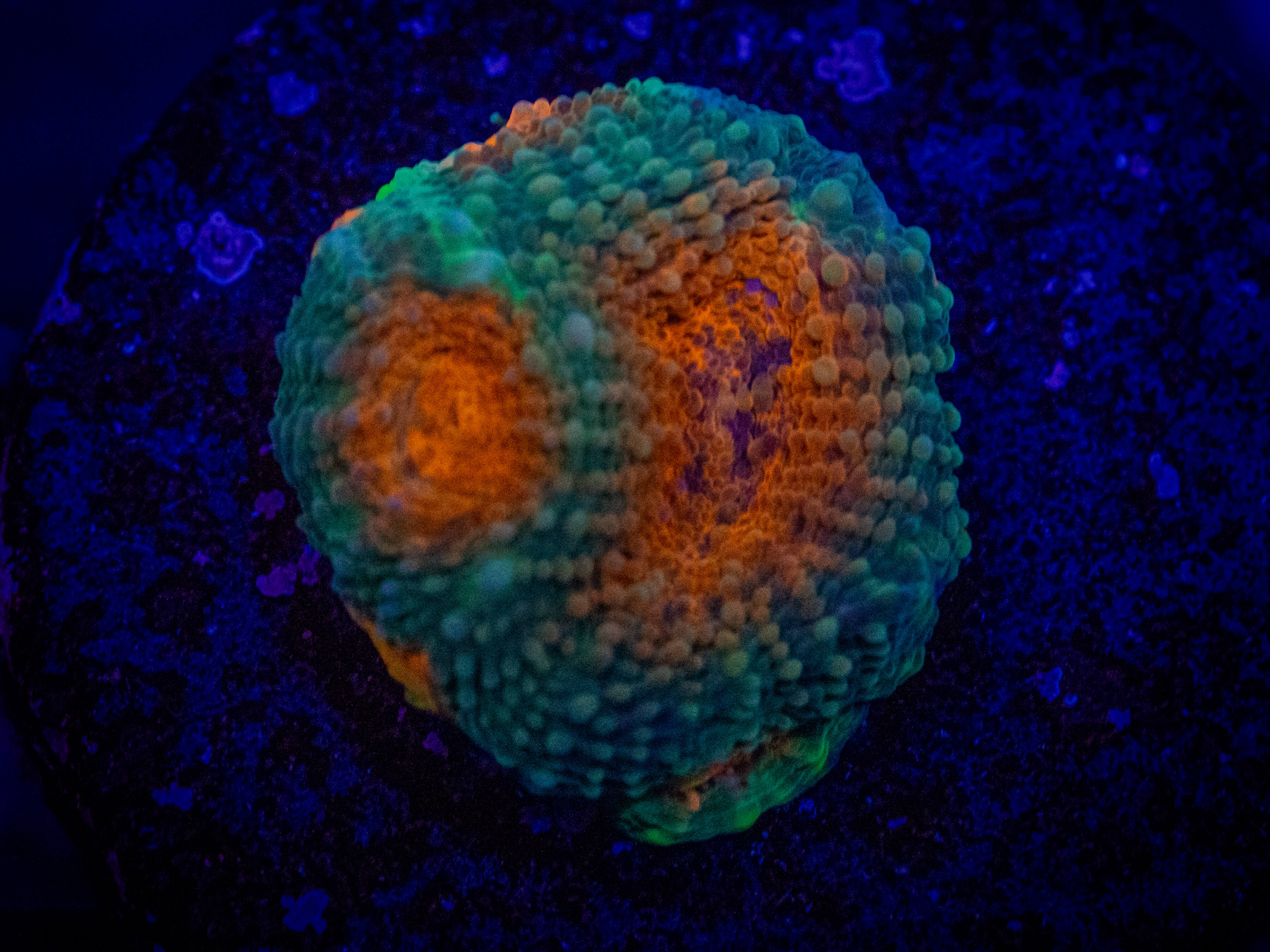 RVL Cyclopse Acan coral image from ReefRivals, listed as Micromussa sp. and Acans