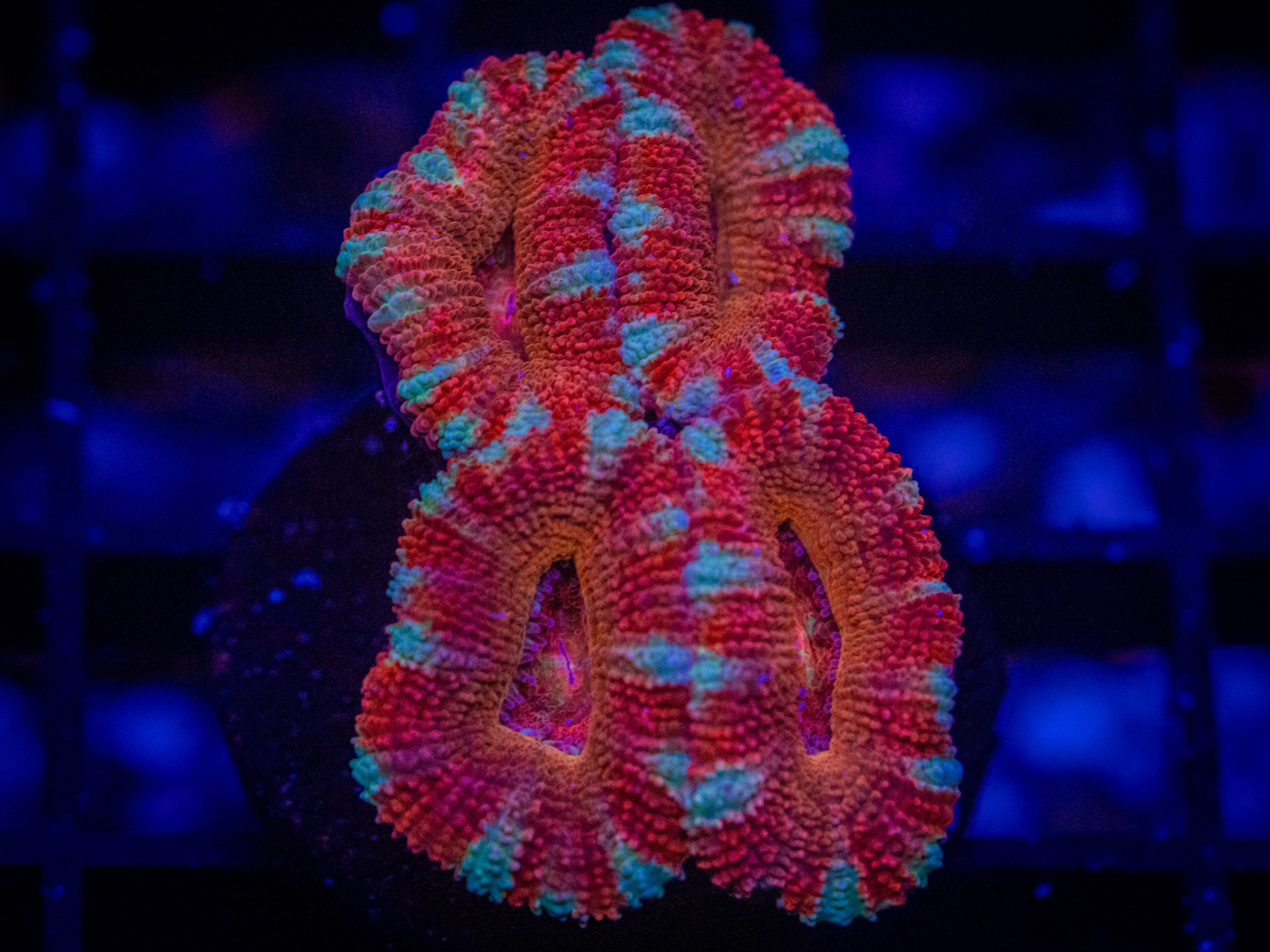 RVL Pinwheel Acan Lord coral image from ReefRivals, listed as Micromussa sp. and Acans