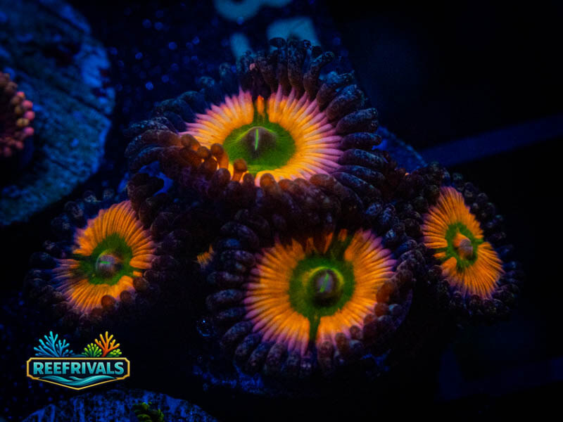 Tyree Rainbow Infusion Zoa WYSIWYG coral image | ReefRivals Tyree Rainbow Infusion Zoa coral image from ReefRivals, listed as Zoanthus sp. and Zoas