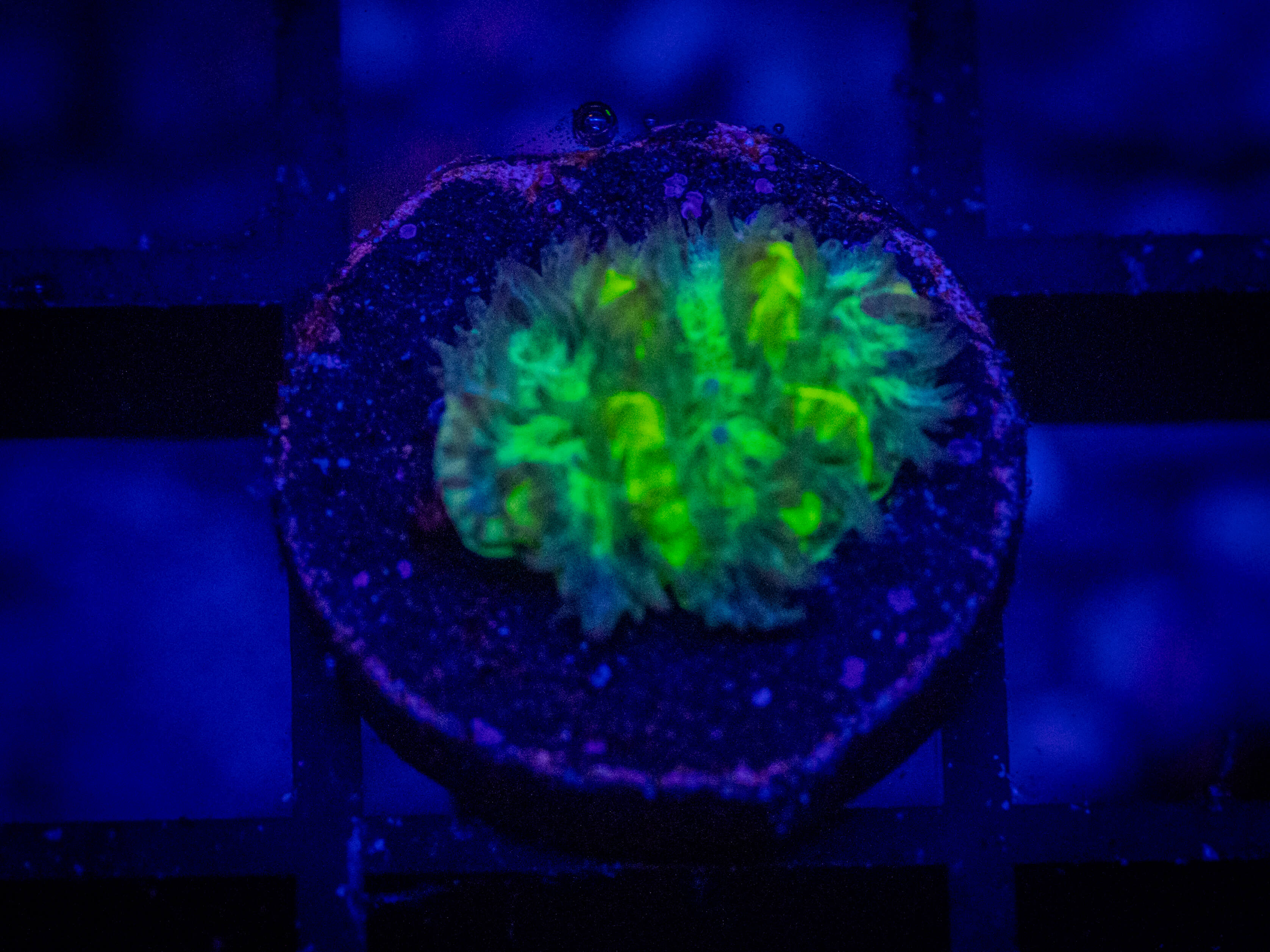 TSA Lemon Lime Hydnophora WYSIWYG coral image | ReefRivals TSA Lemon Lime Hydnophora coral image from ReefRivals, listed as Hydnophora sp. and SPS Branching