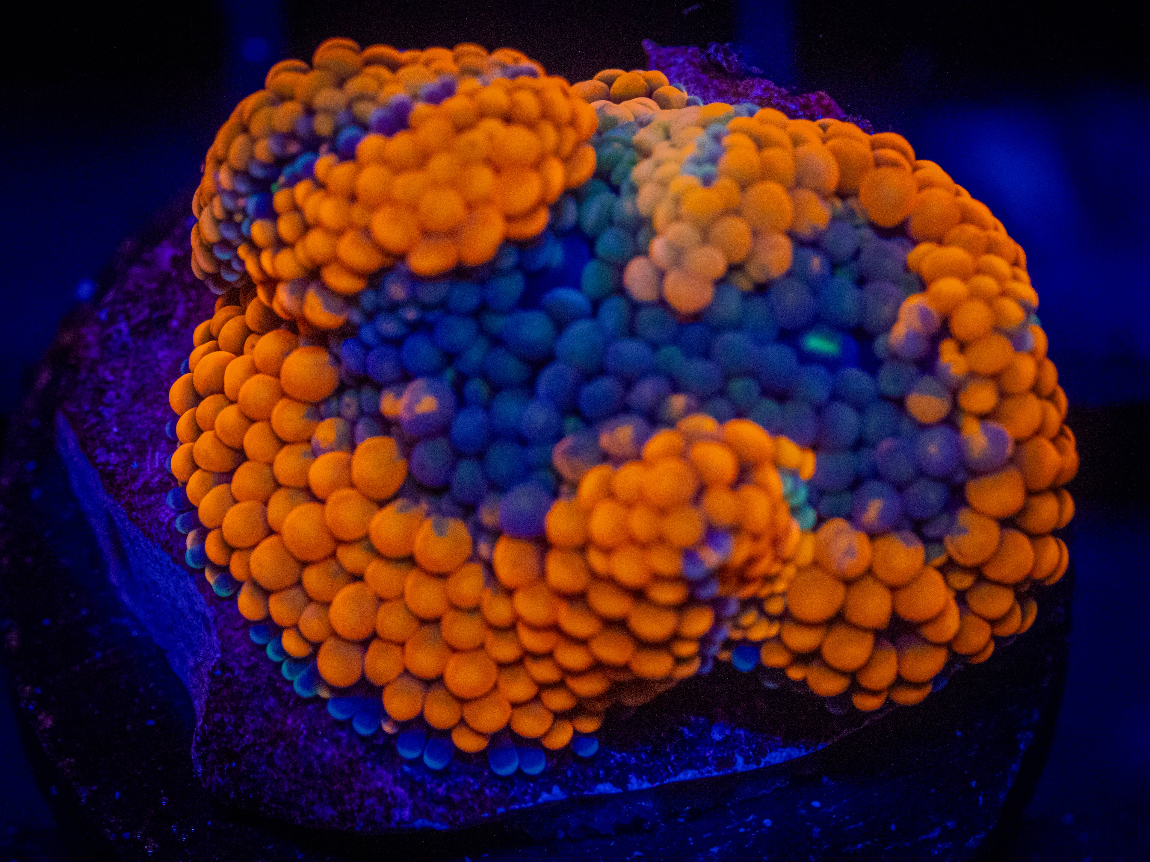 WWC Fruit Basket Ricordea WYSIWYG coral image | ReefRivals WWC Fruit Basket Ricordea coral image from ReefRivals, listed as Ricordea florida and Mushrooms