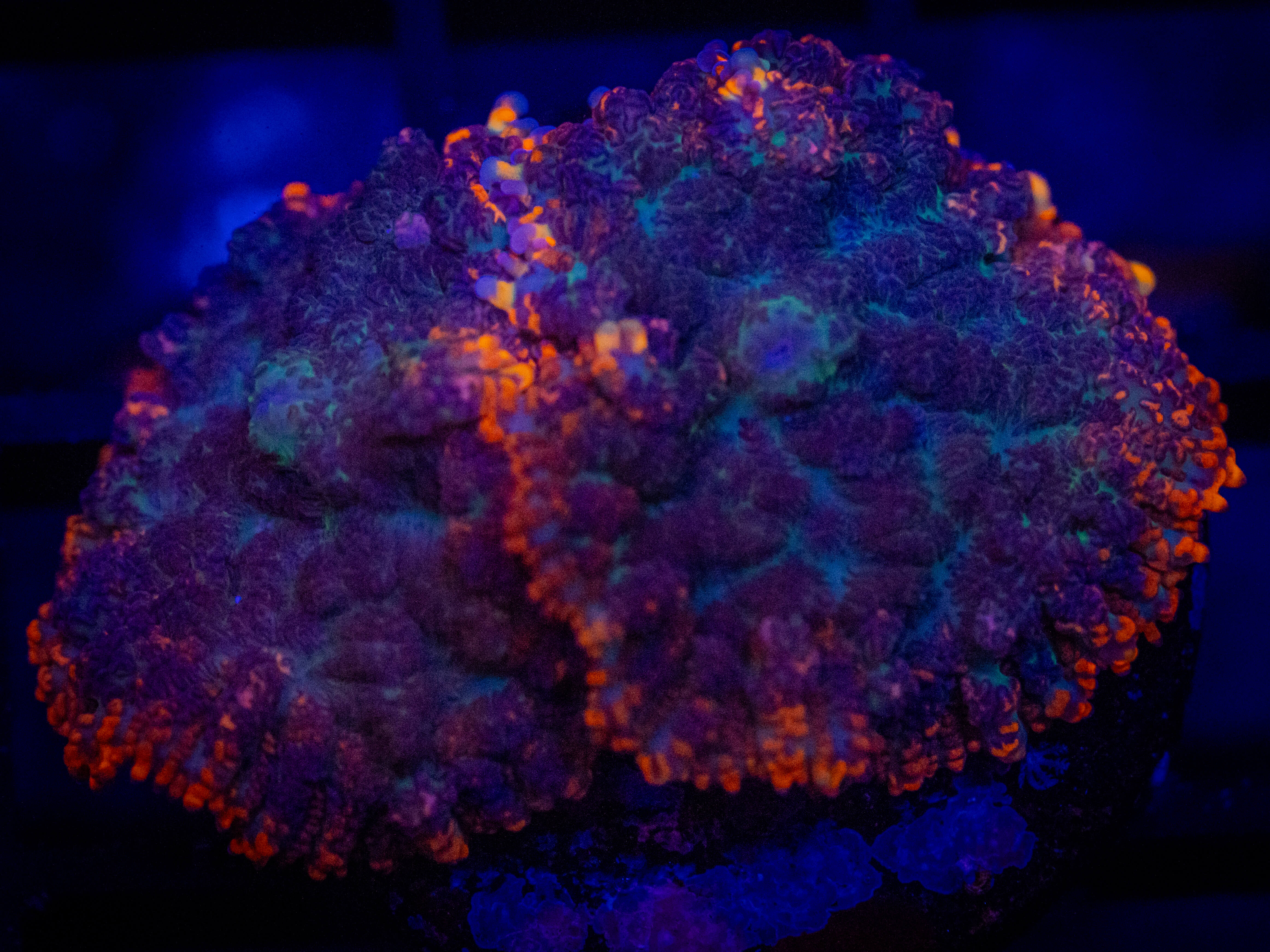 RVL Burnt Rim Mushroom coral image from ReefRivals, listed as Rhodactis spp. and Mushrooms