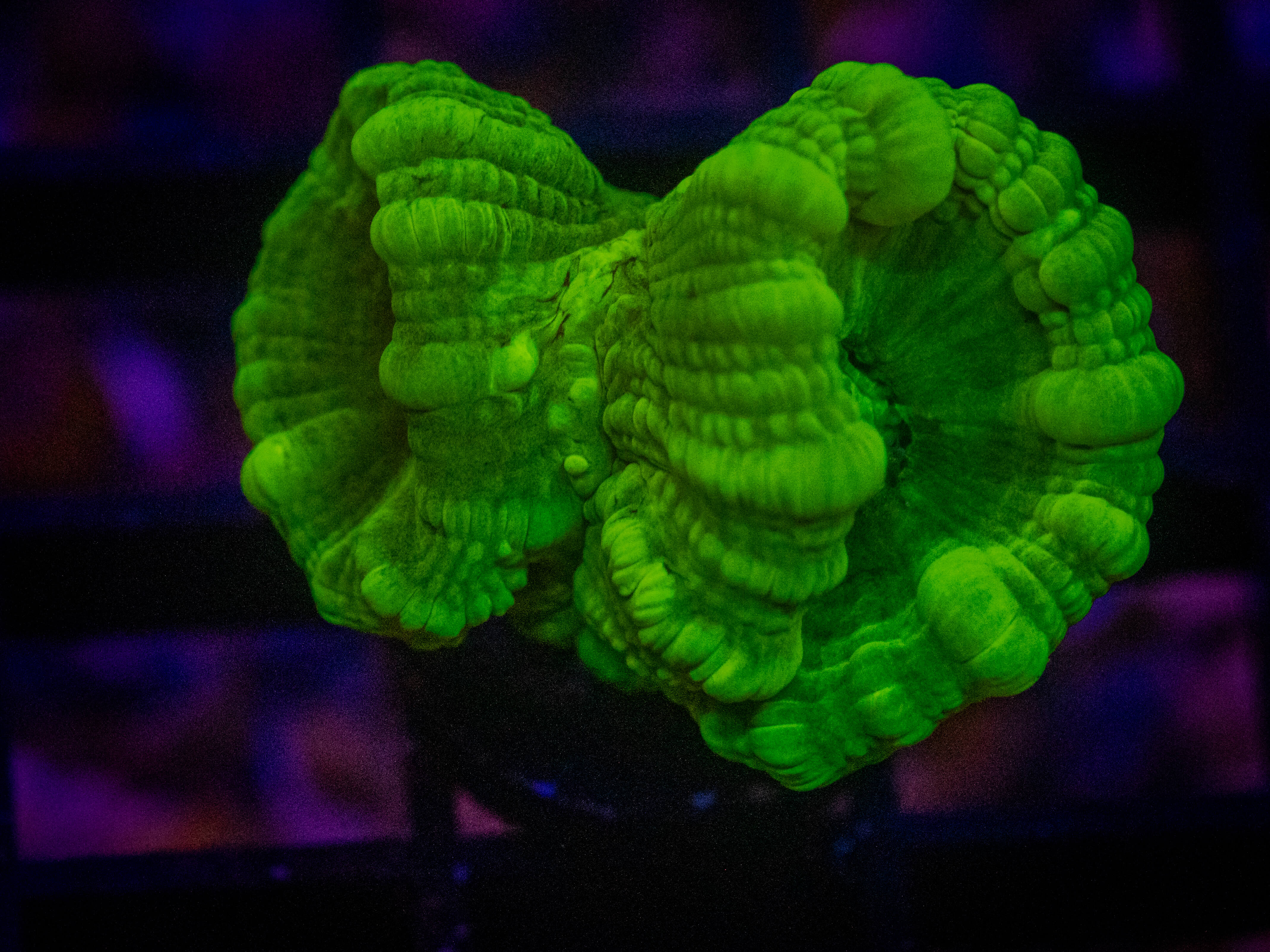 TSA Kryptonite Candy Cane coral image from ReefRivals, listed as Caulastrea sp. and LPS Branching