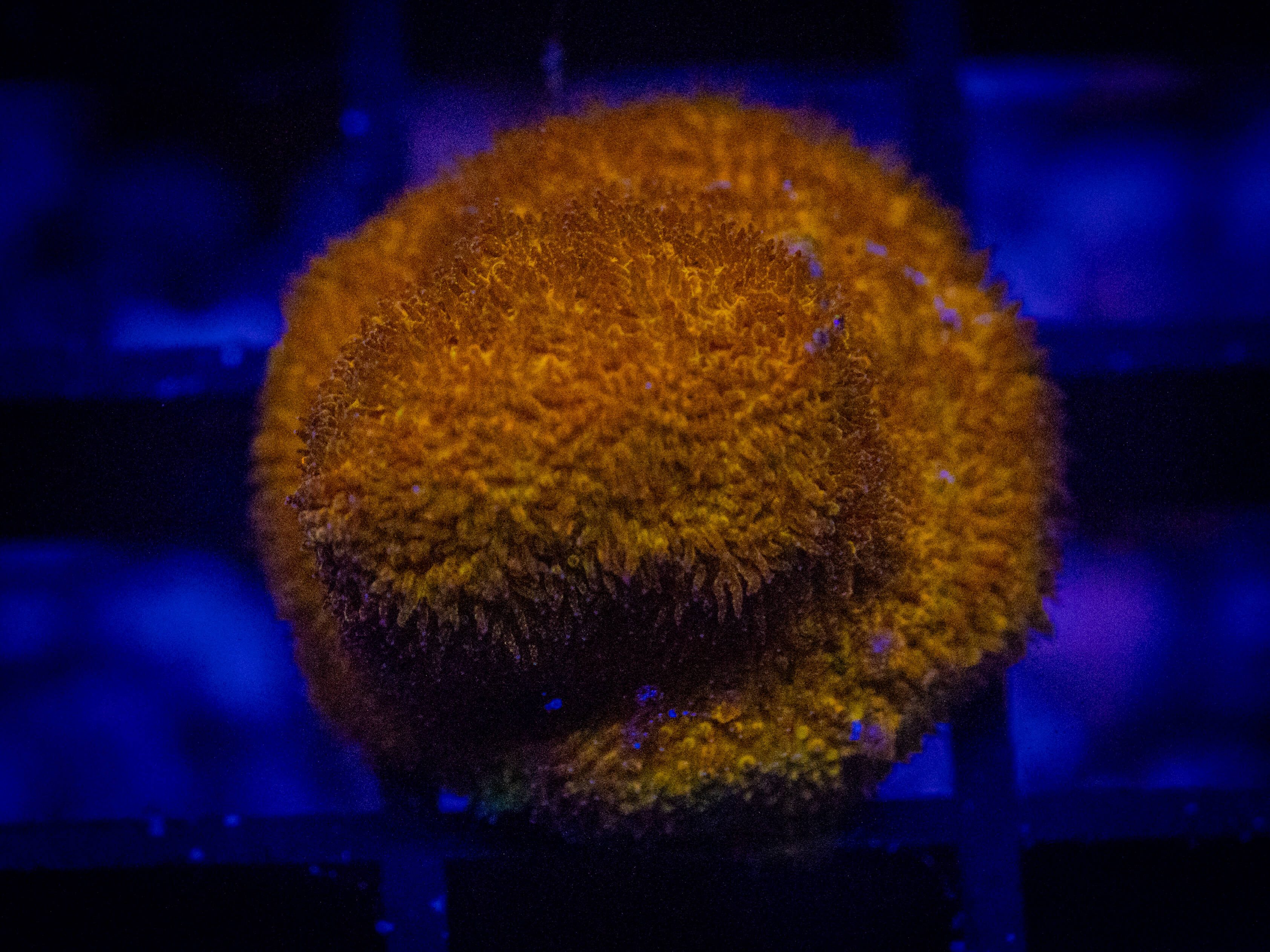 WWC Golden Psammocora WYSIWYG coral image | ReefRivals WWC Golden Psammocora coral image from ReefRivals, listed as Psammocora sp. and Encrusting