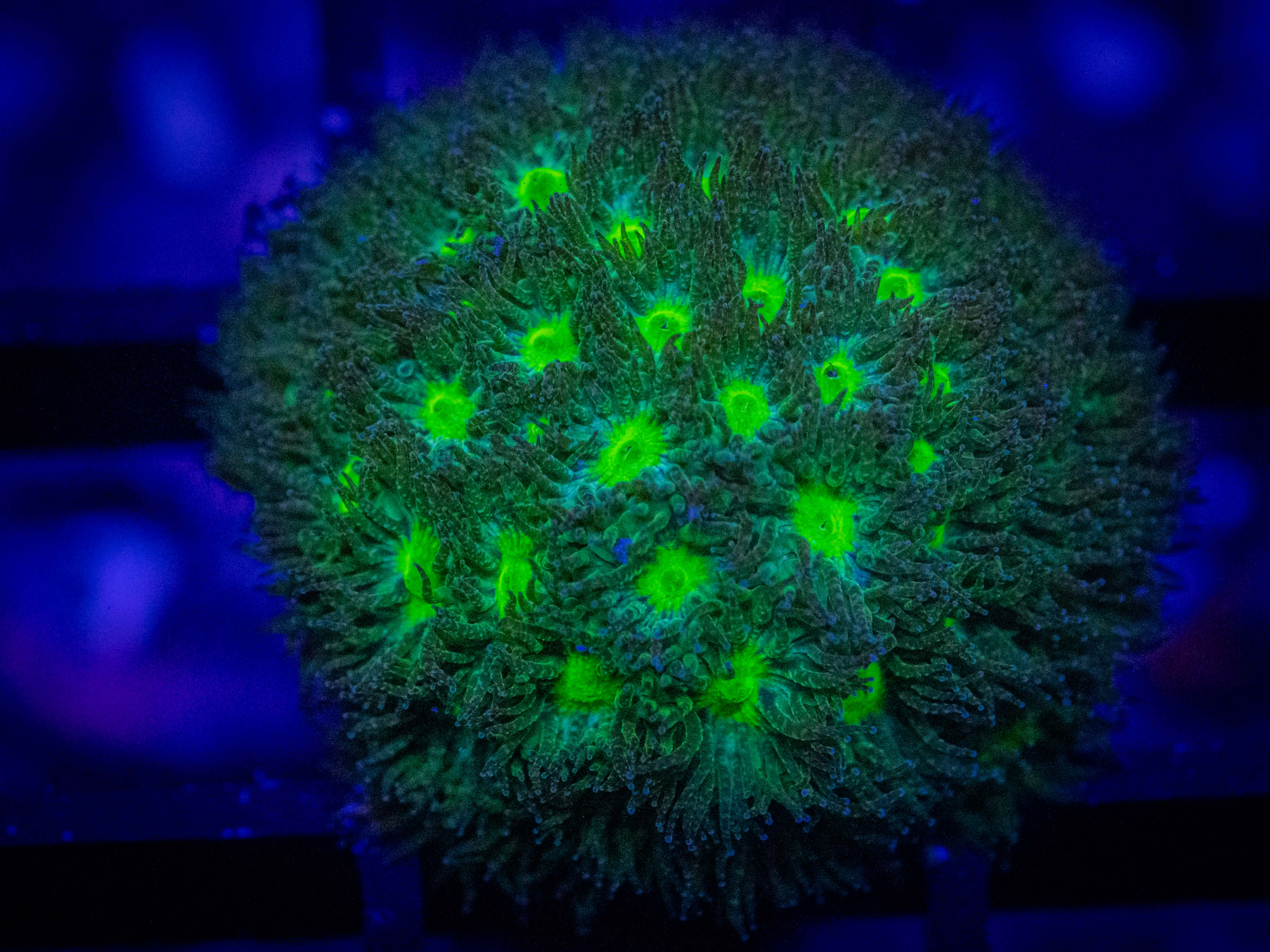 WWC Neon Leptastrea coral image from ReefRivals, listed as Leptastrea sp. and Encrusting