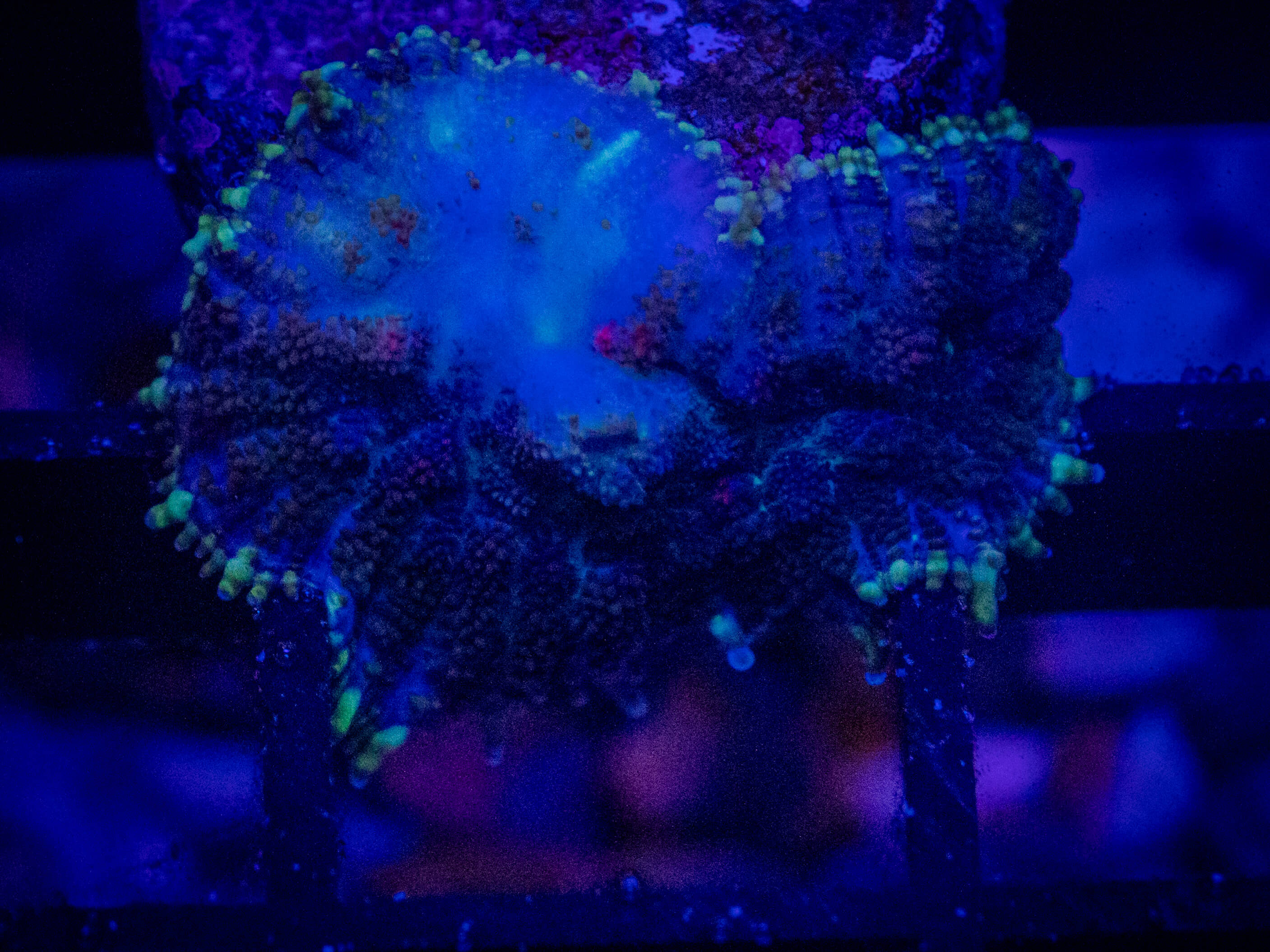 RVL Artic Mushroom coral image from ReefRivals, listed as Rhodactis spp. and Mushrooms