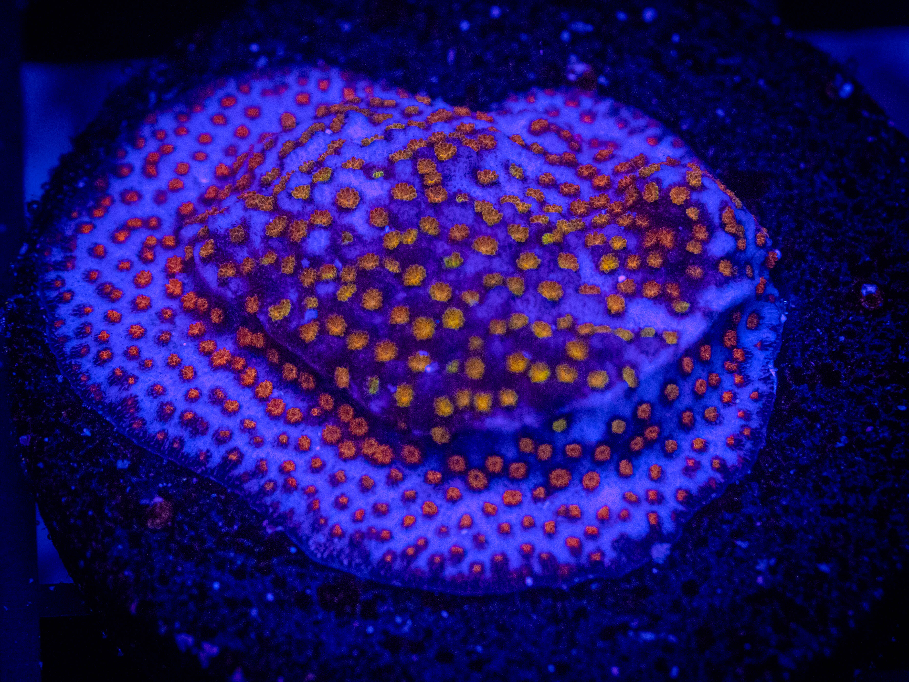 WWC Firestone Stylo coral image from ReefRivals, listed as Stylocoeniella spp. and Encrusting