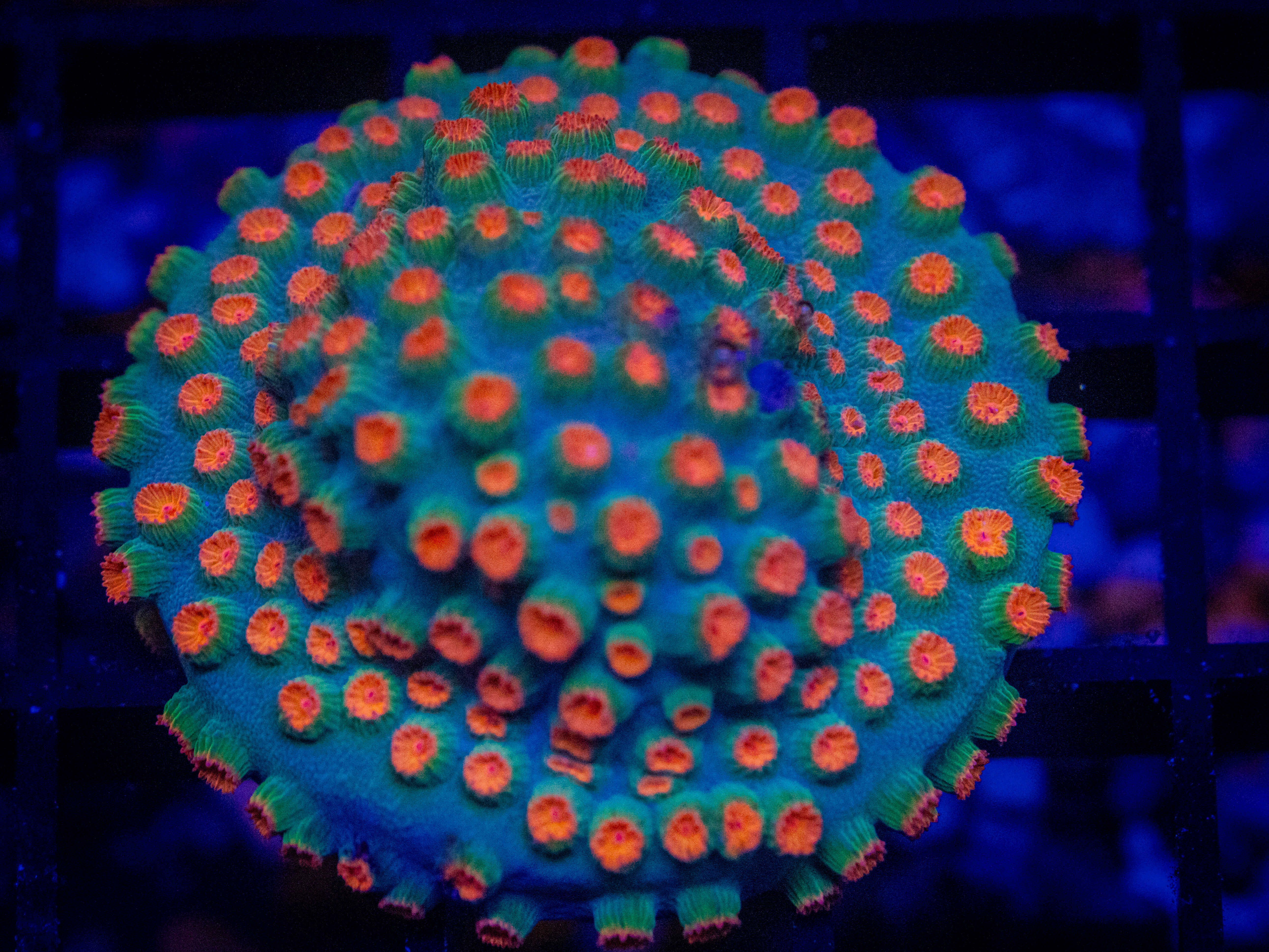 TSA Meteor Shower Cyphastrea coral image from ReefRivals, listed as Cyphastrea sp. and Encrusting