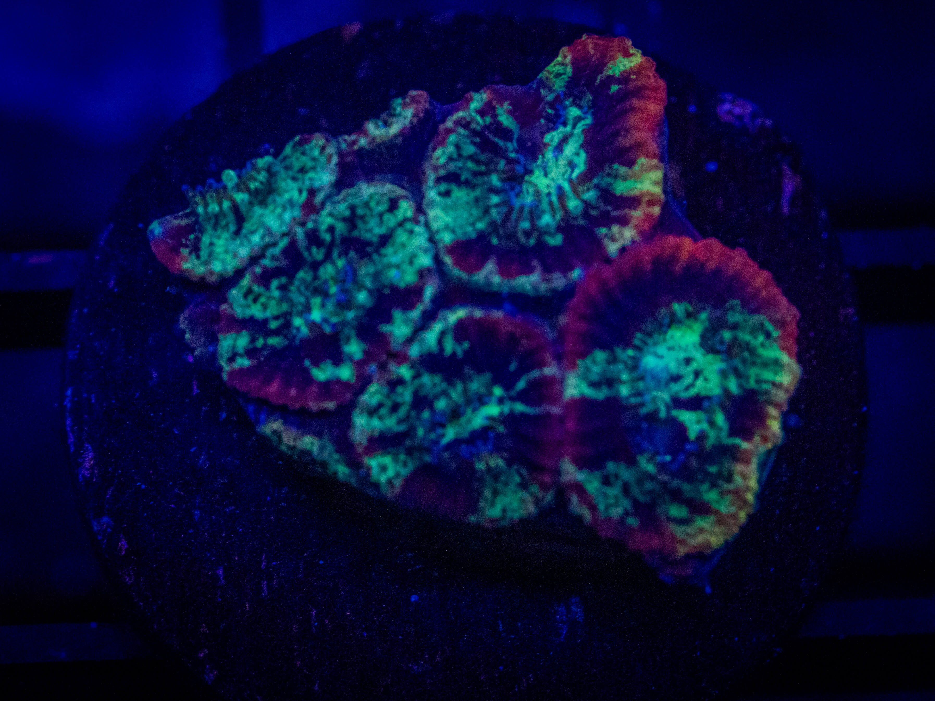 RVL Nuclear Favia coral image from ReefRivals, listed as Favia sp. and Favias
