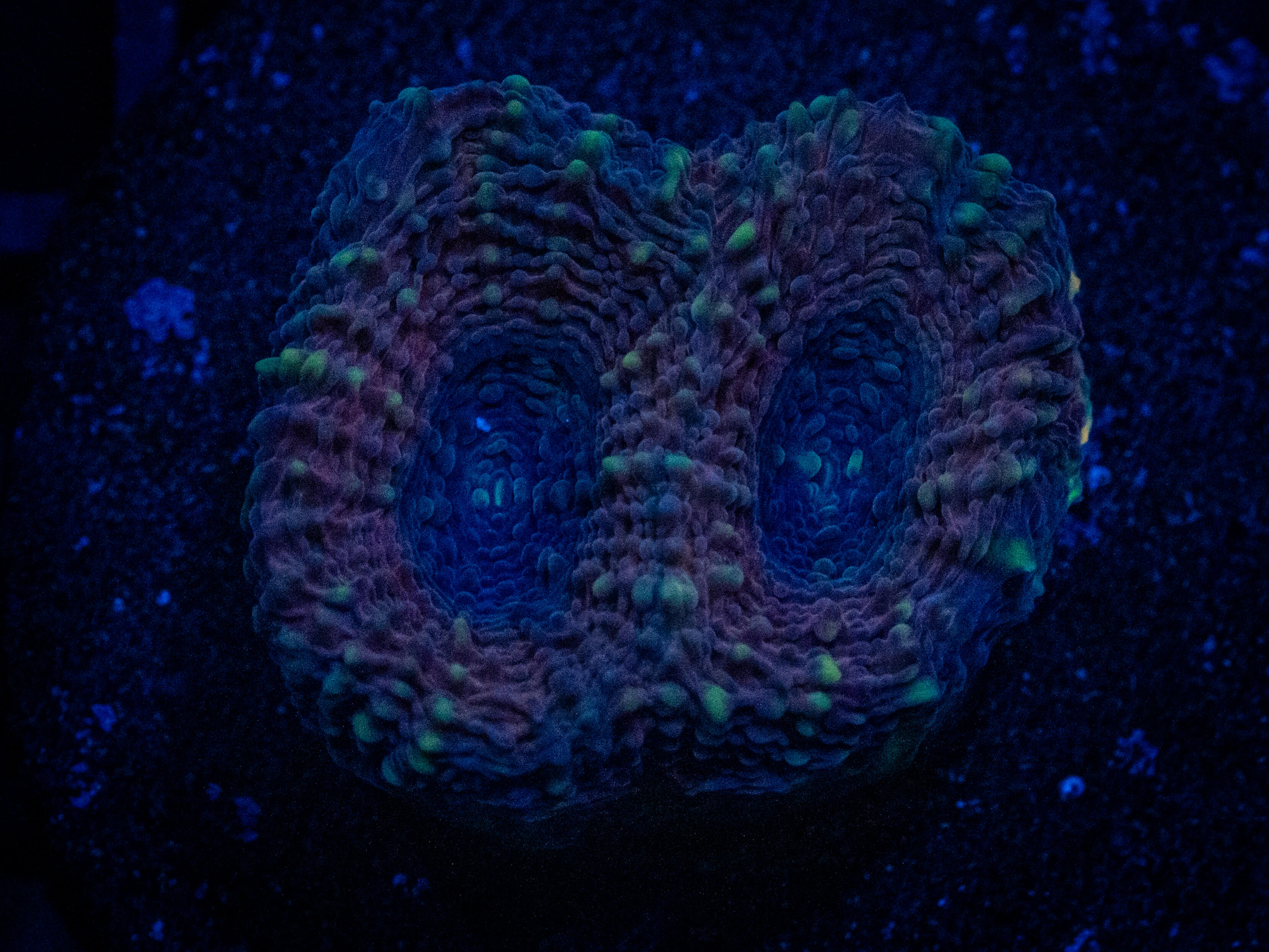 RVL Blackhole Acan coral image from ReefRivals, listed as Micromussa sp. and Acans