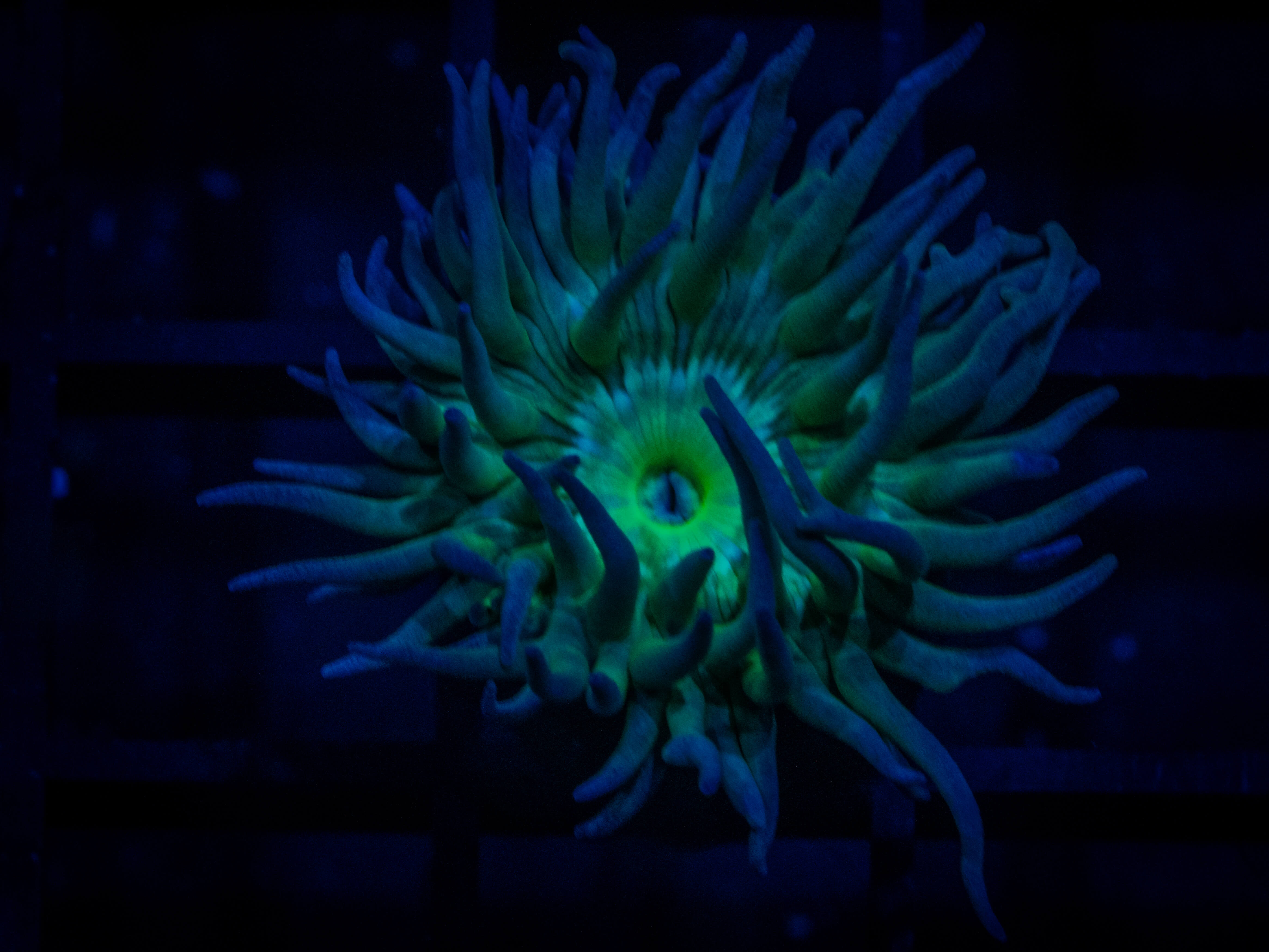RVL Spirit Keeper Duncan coral image from ReefRivals, listed as Duncanopsammia axifuga and Duncans