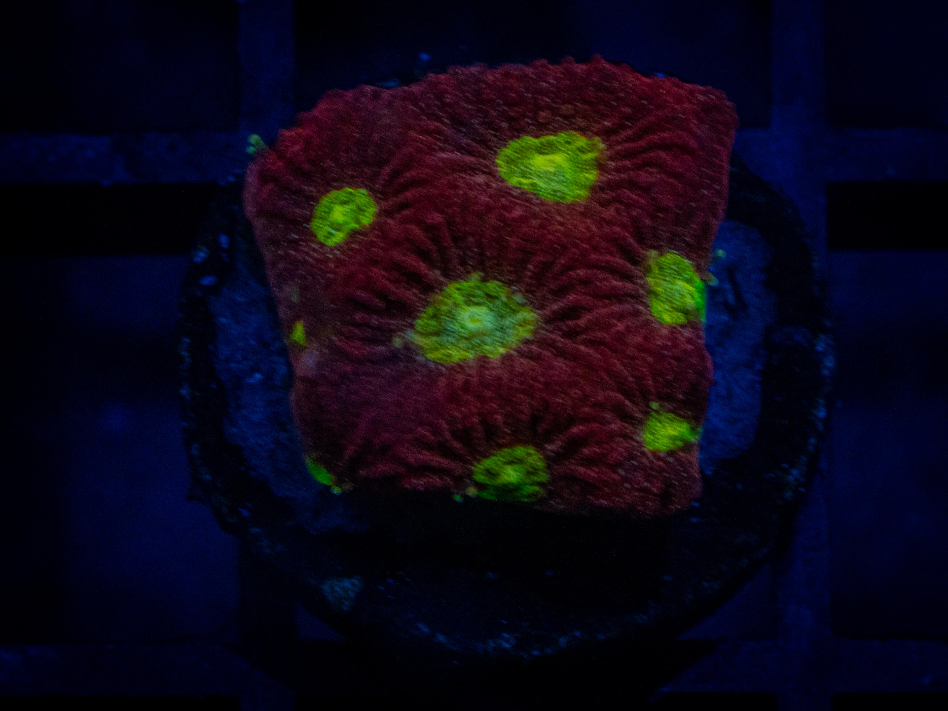 TSA Fire Favia coral image from ReefRivals, listed as Favia sp. and Favias
