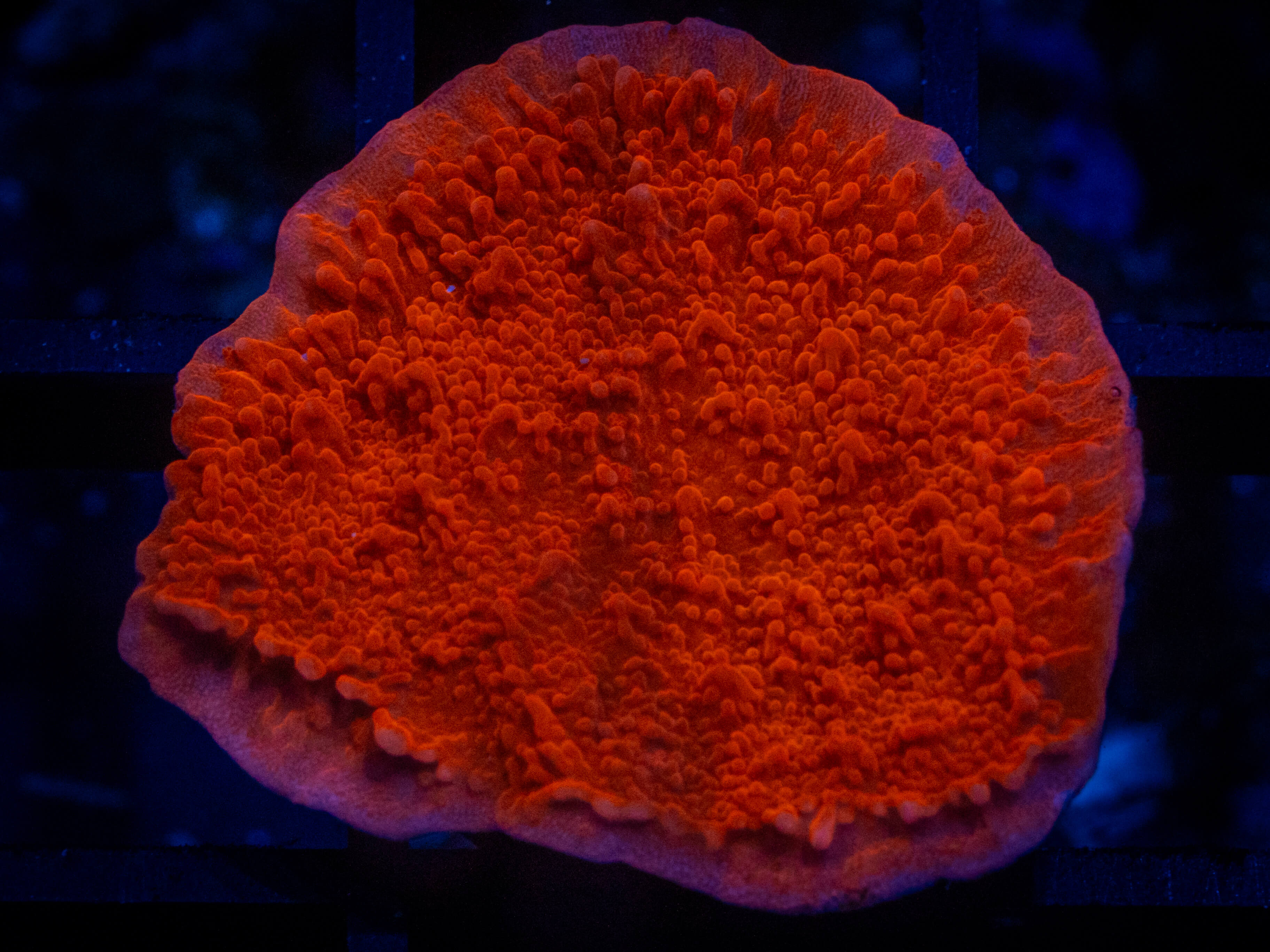 WWC Atomic Red Monti coral image from ReefRivals, listed as Montipora sp. and Montis