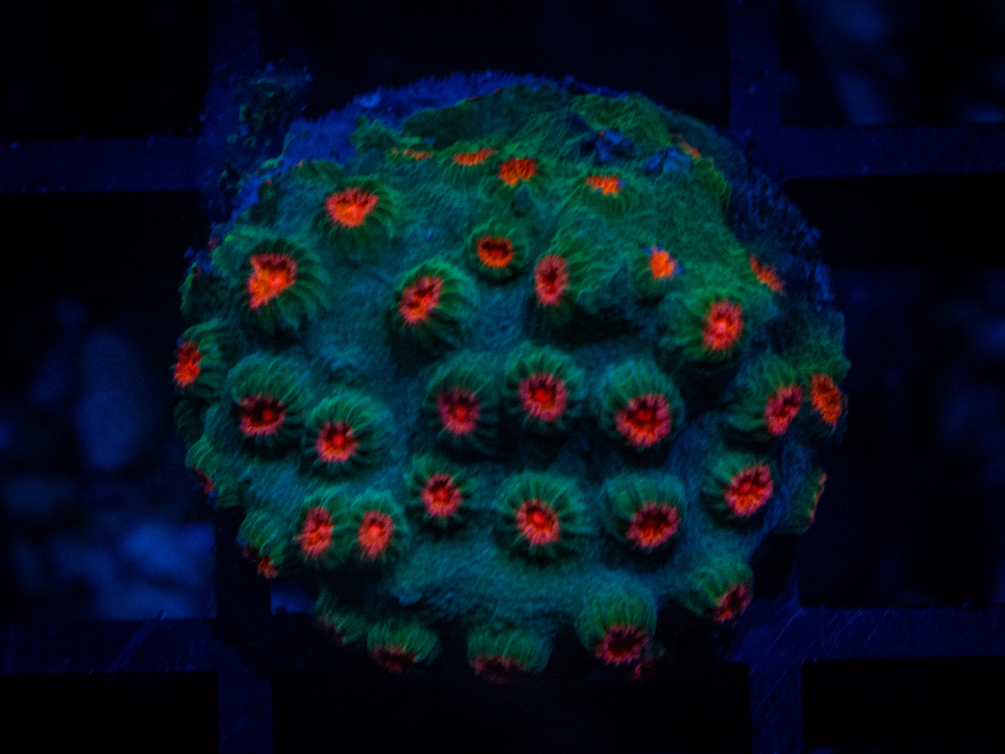 ECC Meteor Shower Cyphastrea coral image from ReefRivals, listed as Cyphastrea sp. and Encrusting