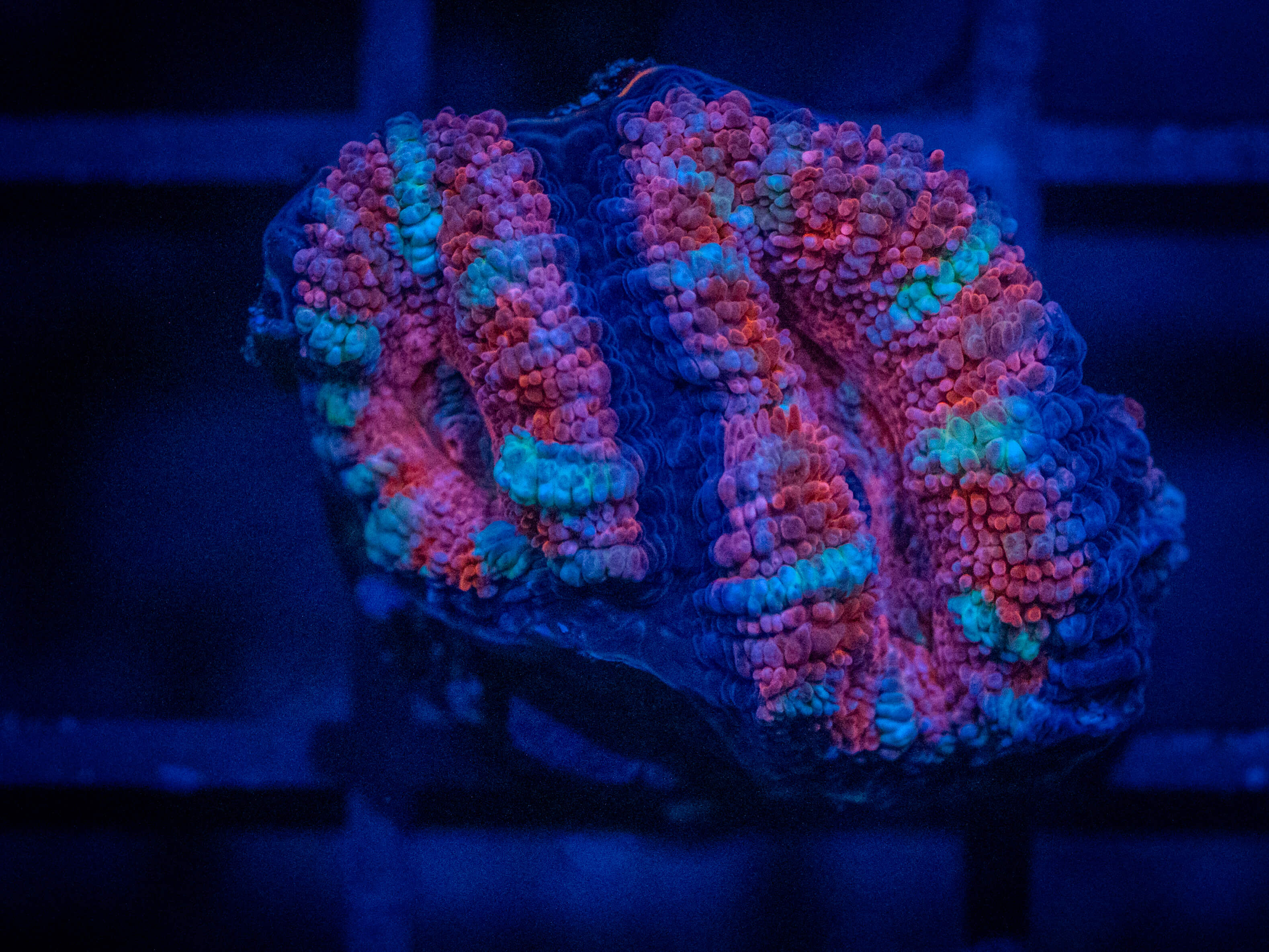 RVL Spidey Acan coral image from ReefRivals, listed as Micromussa sp. and Acans
