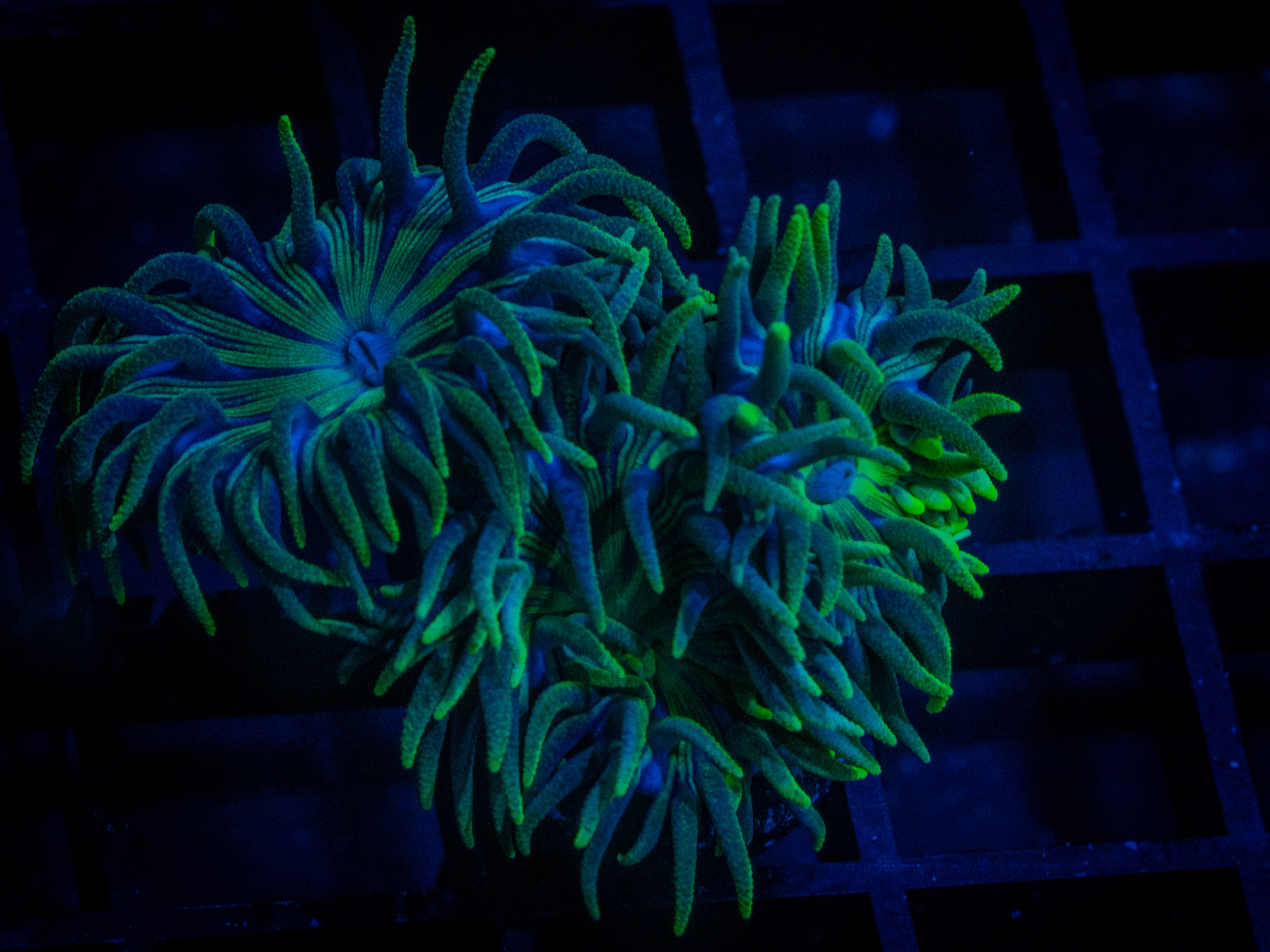 RVL Wizard of Oz Duncan coral image from ReefRivals, listed as Duncanopsammia axifuga and Duncans