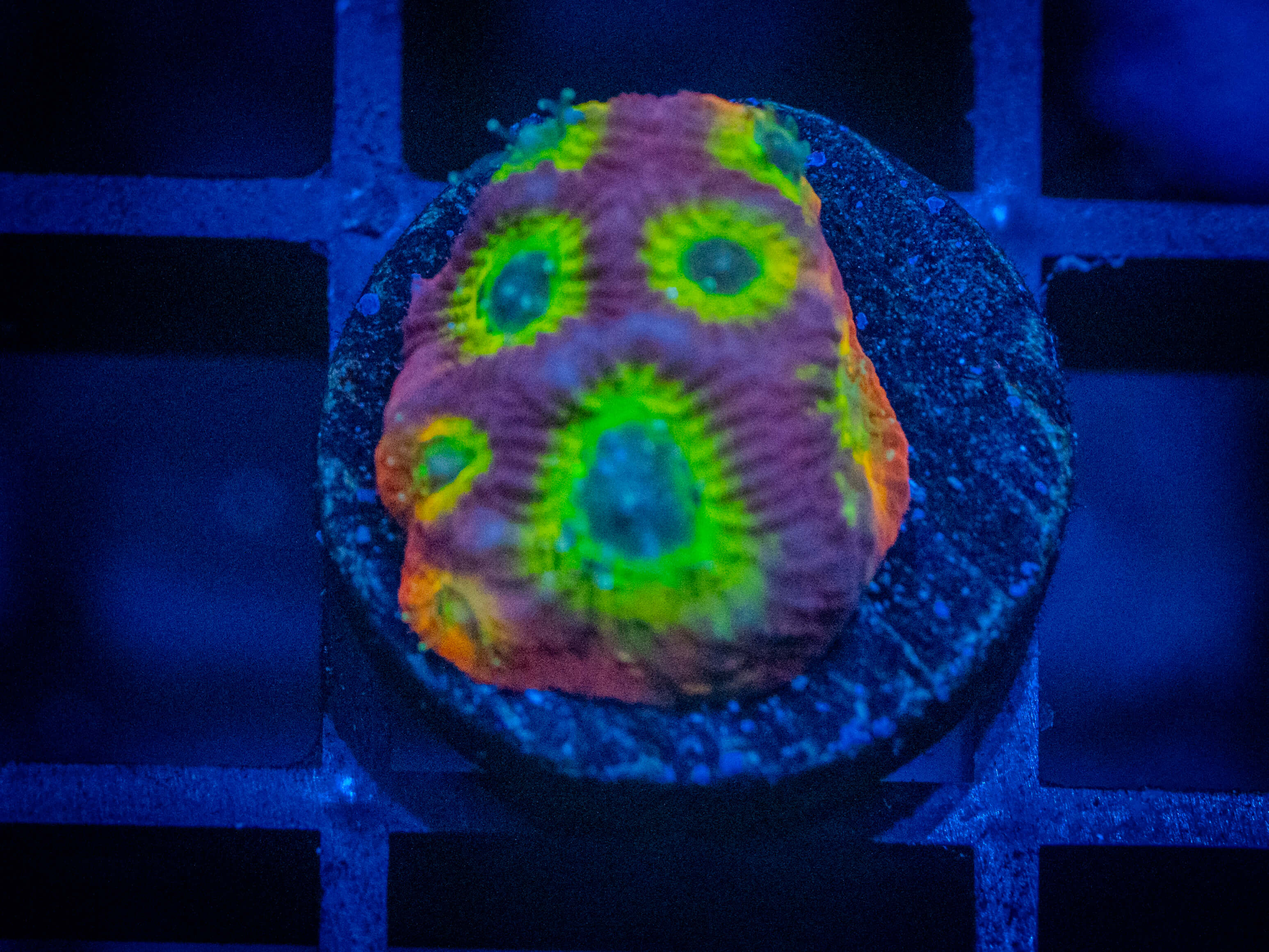 TSA Spicy Lemon Favia coral image from ReefRivals, listed as Favia sp. and Favias