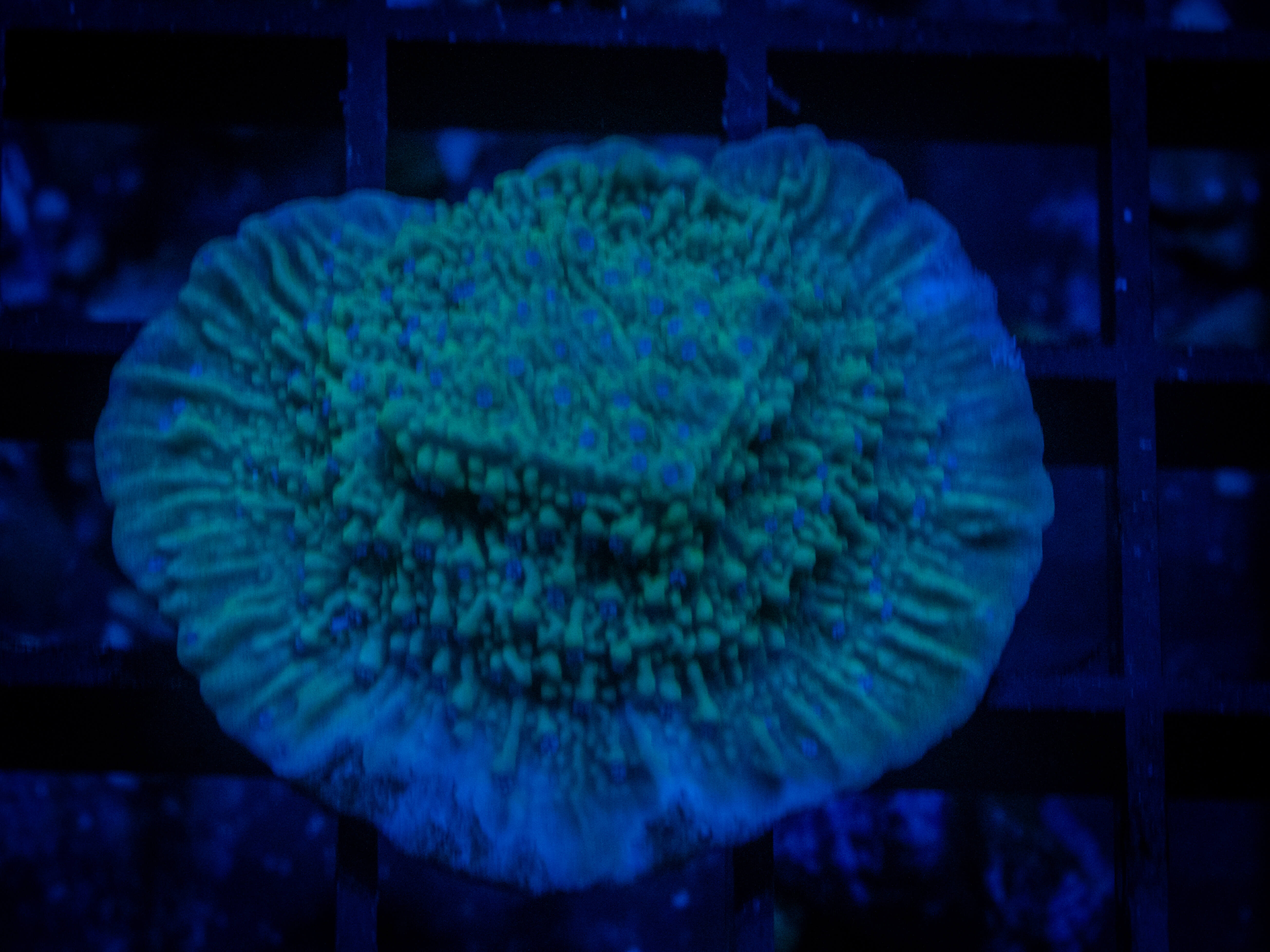 RVL Green Candy Cane Monti coral image from ReefRivals, listed as Montipora sp. and Montis