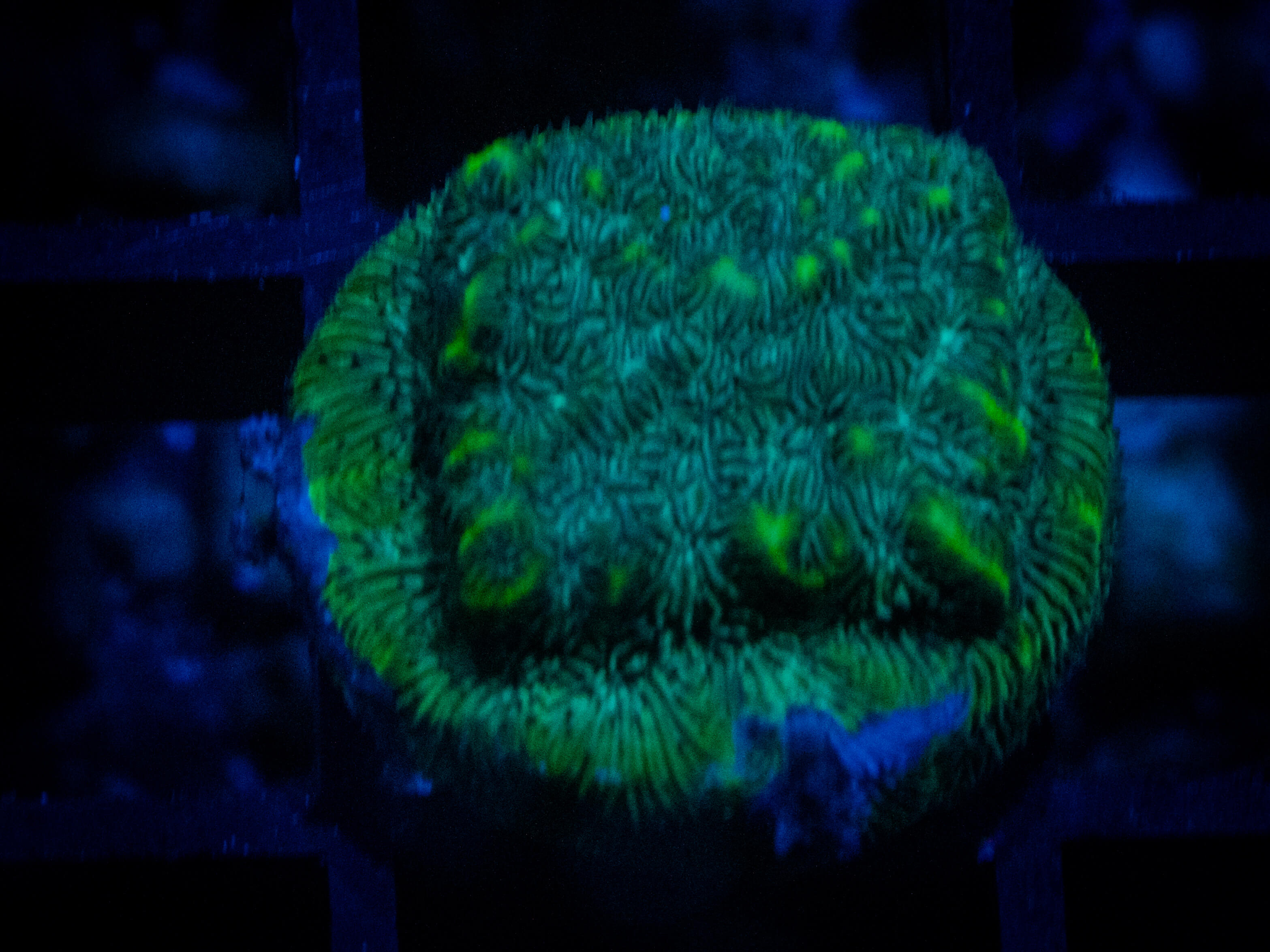 WWC Silverleaf Pavona coral image from ReefRivals, listed as Pavona sp. and SPS Plating