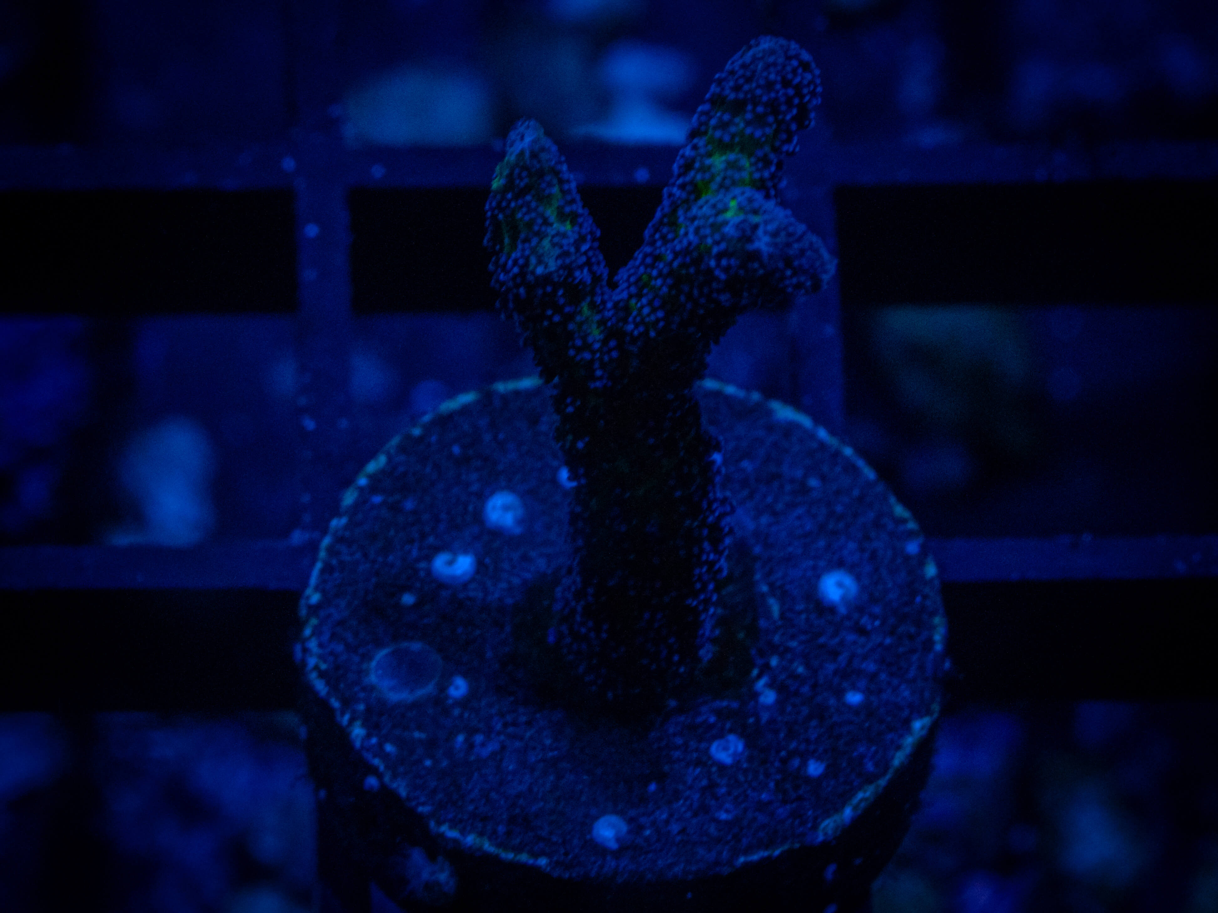 RVL Triple Stylo coral image from ReefRivals, listed as Stylophora sp. and SPS Plating