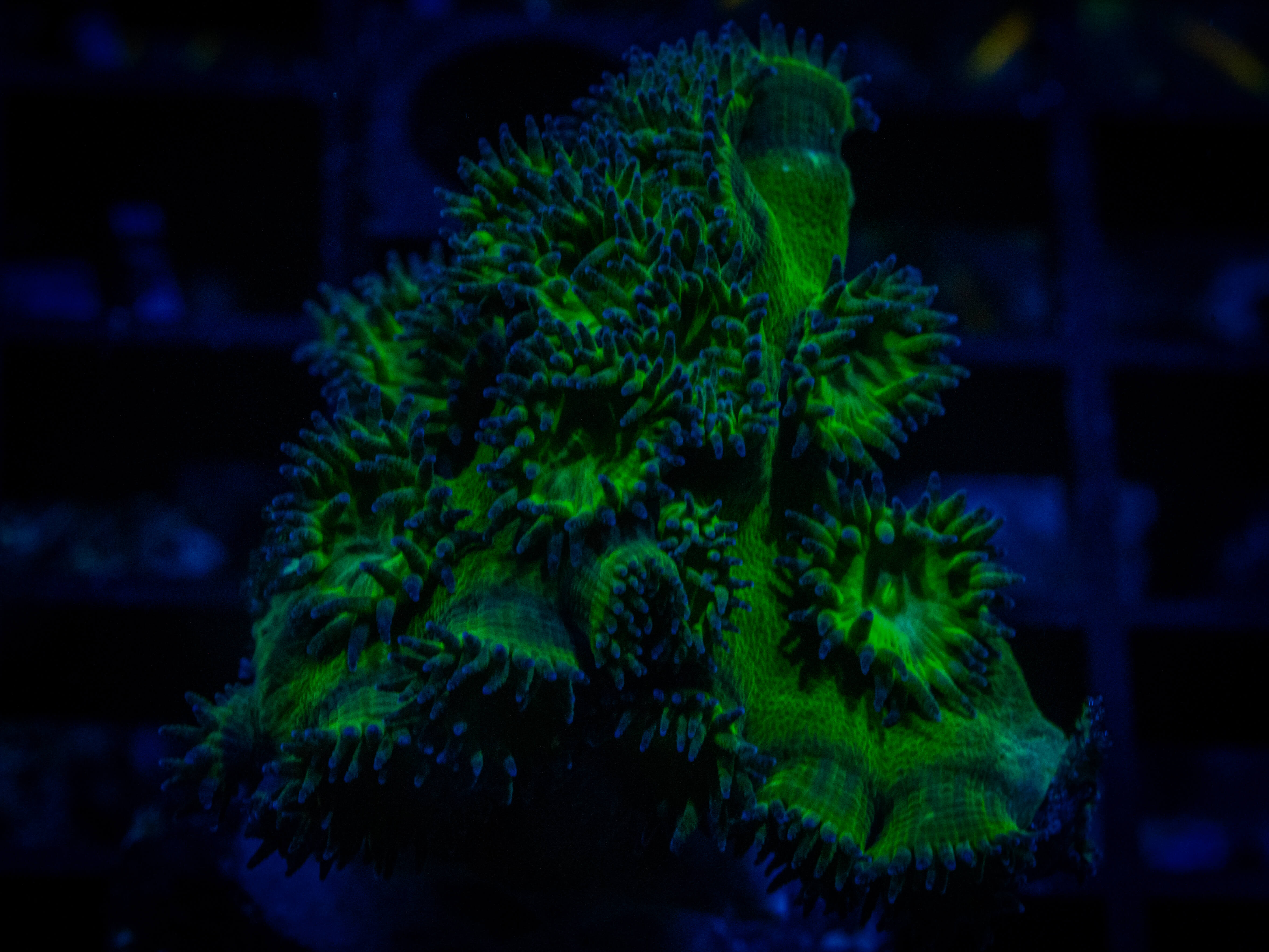RVL Studded Leather coral image from ReefRivals, listed as Sinularia sp. and LPS Fleshy
