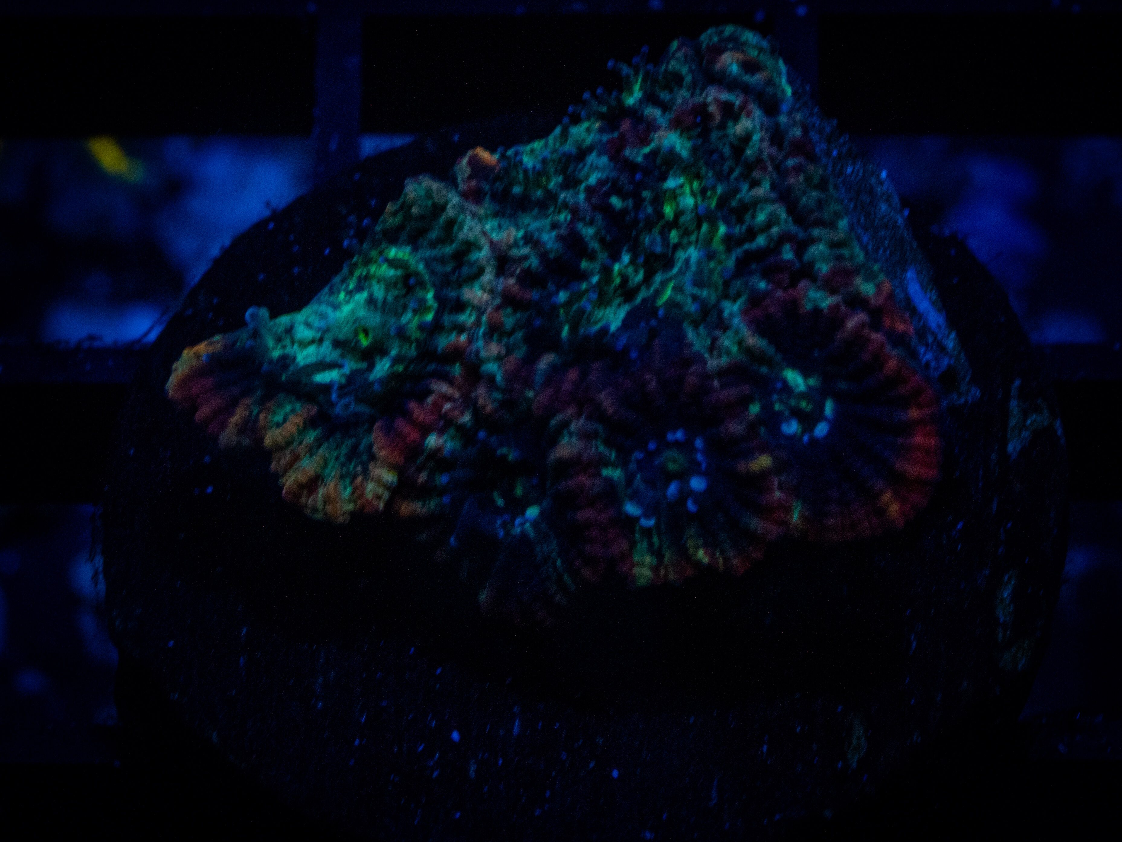 RVL Nuclear Favia coral image from ReefRivals, listed as Favia sp. and Favias