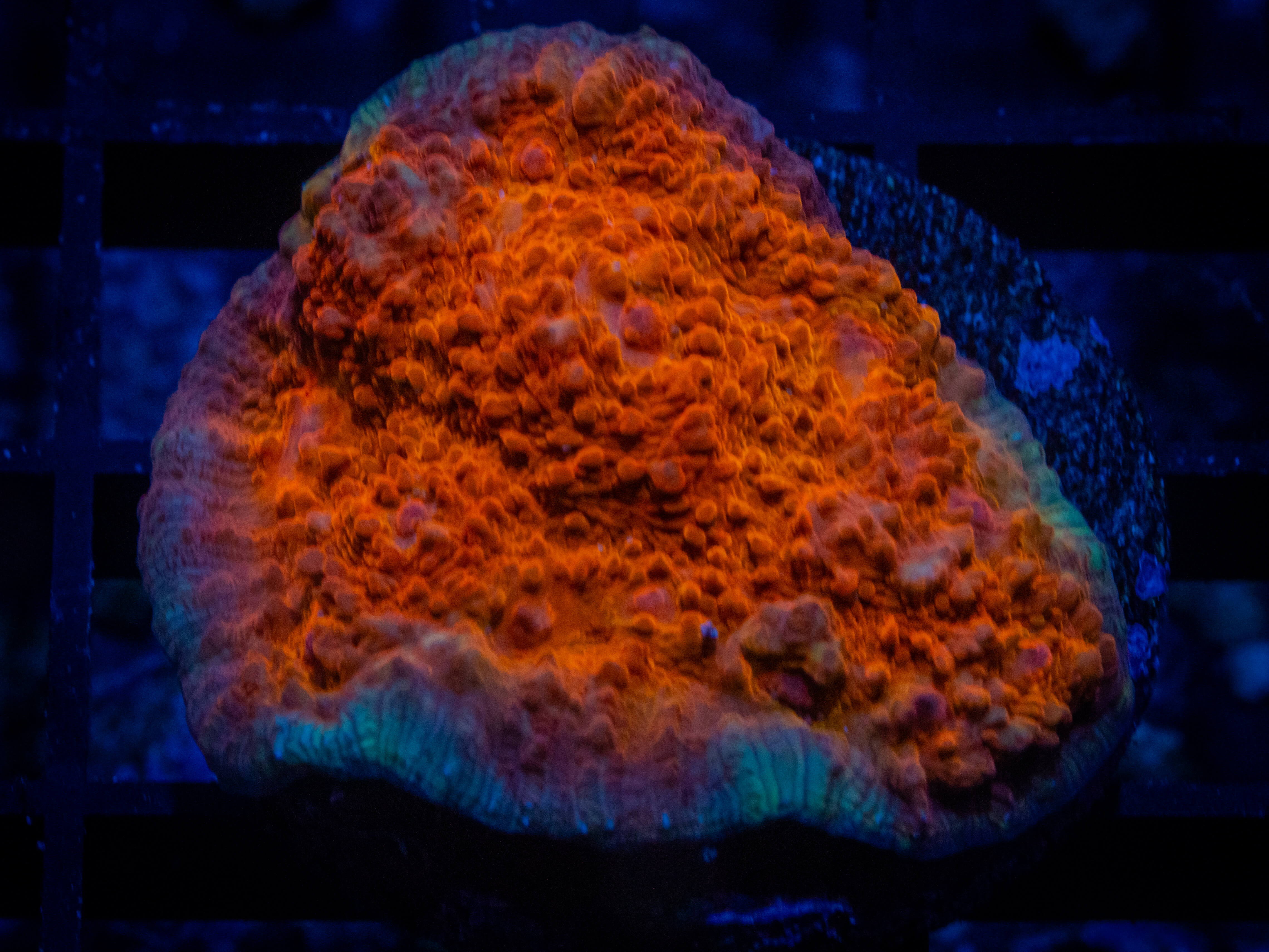 TRSC Orange Sherbert Chalice coral image from ReefRivals, listed as Echinophyllia sp. and Chalices