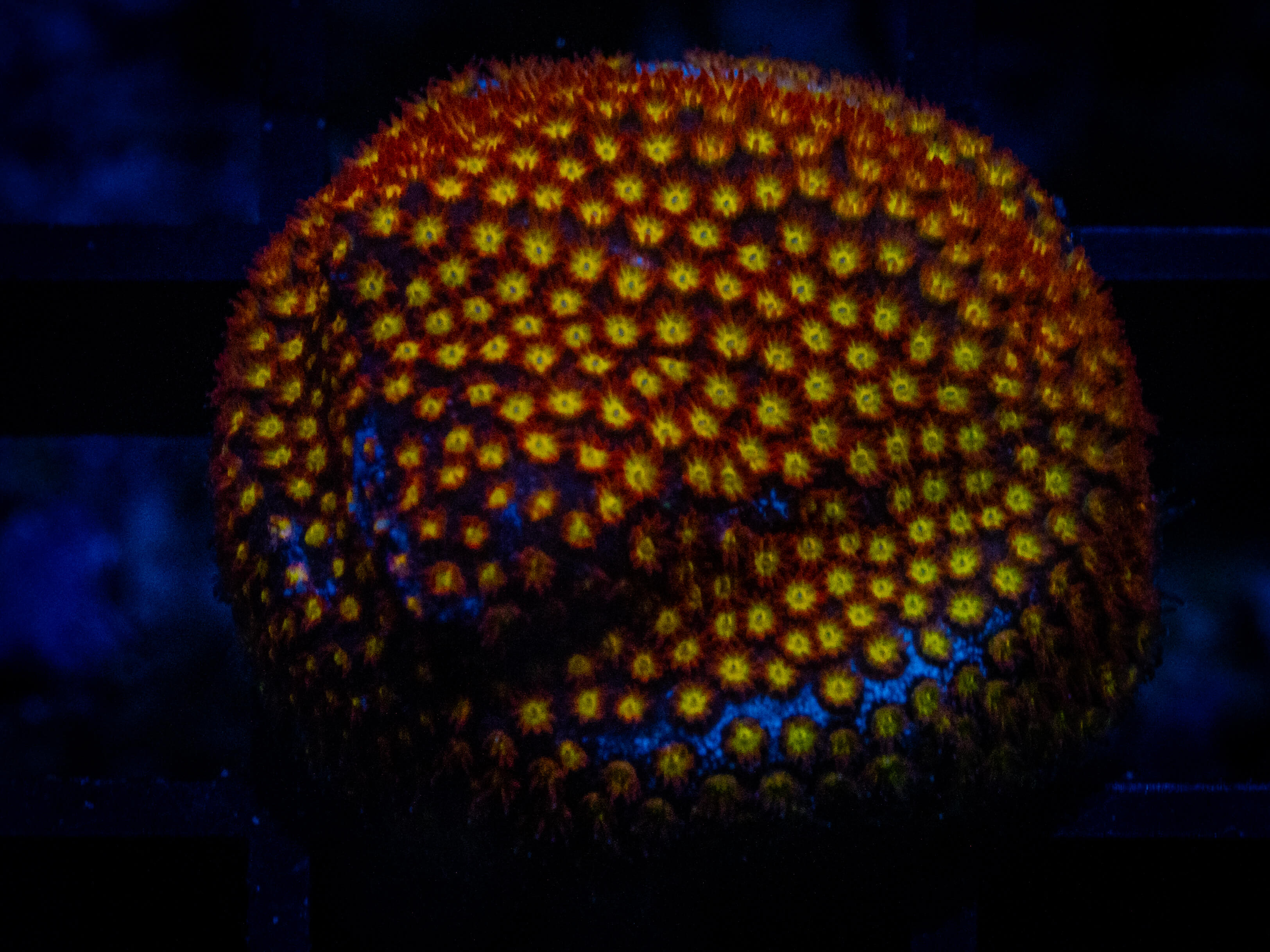 WWC Close Counter Stylo coral image from ReefRivals, listed as Leptastrea sp. and SPS Branching